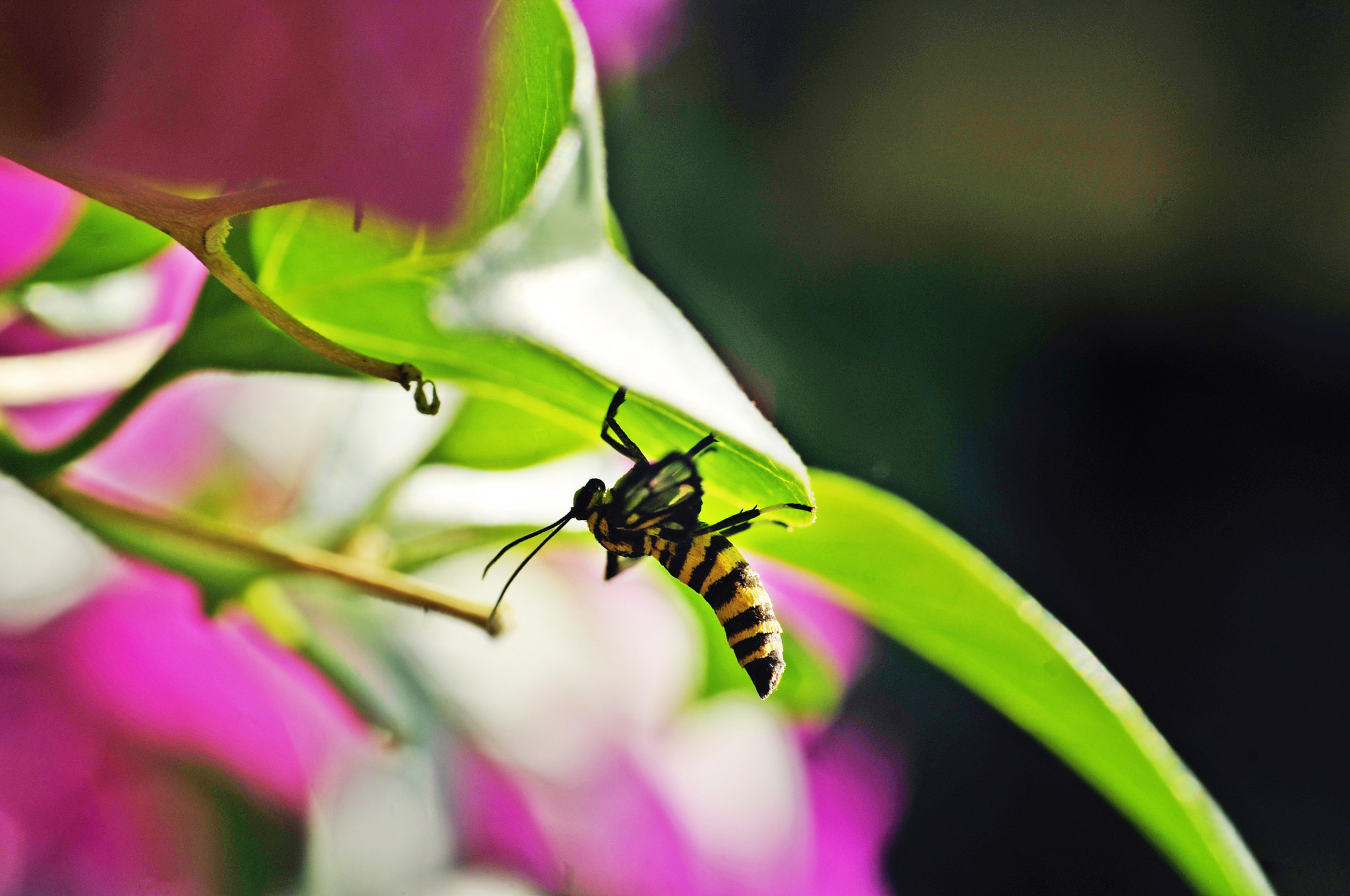Nikon D300 + Nikon AF Nikkor 50mm F1.8D sample photo. Space ... tiger moth photography