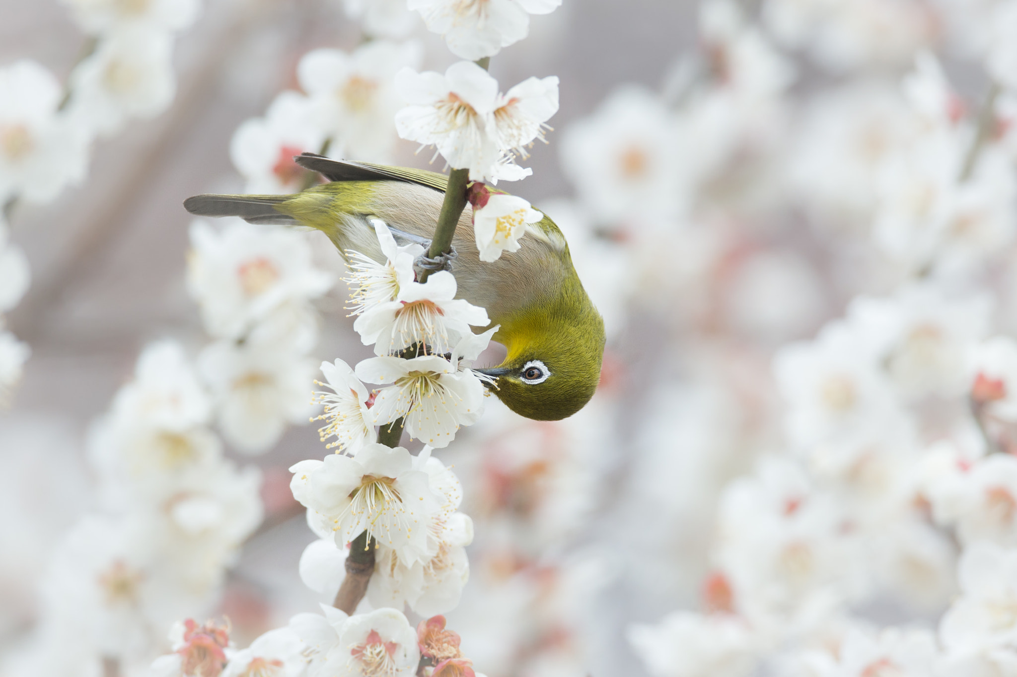 Canon EOS-1D X + Canon EF 800mm F5.6L IS USM sample photo. 梅とメジロ photography