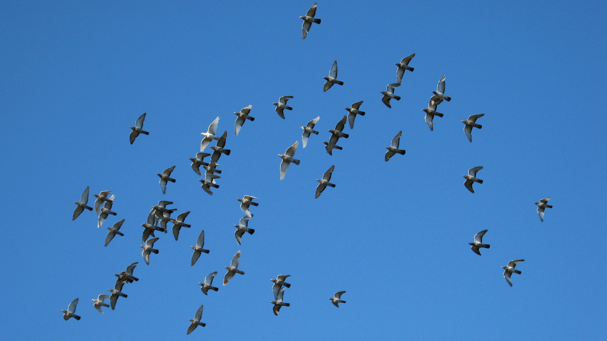 Canon PowerShot A495 sample photo. Pigeons photography