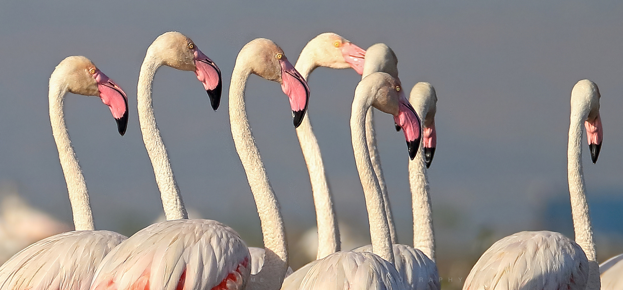 Sigma 150mm f/2.8 EX DG OS HSM APO Macro sample photo. Lineup photography