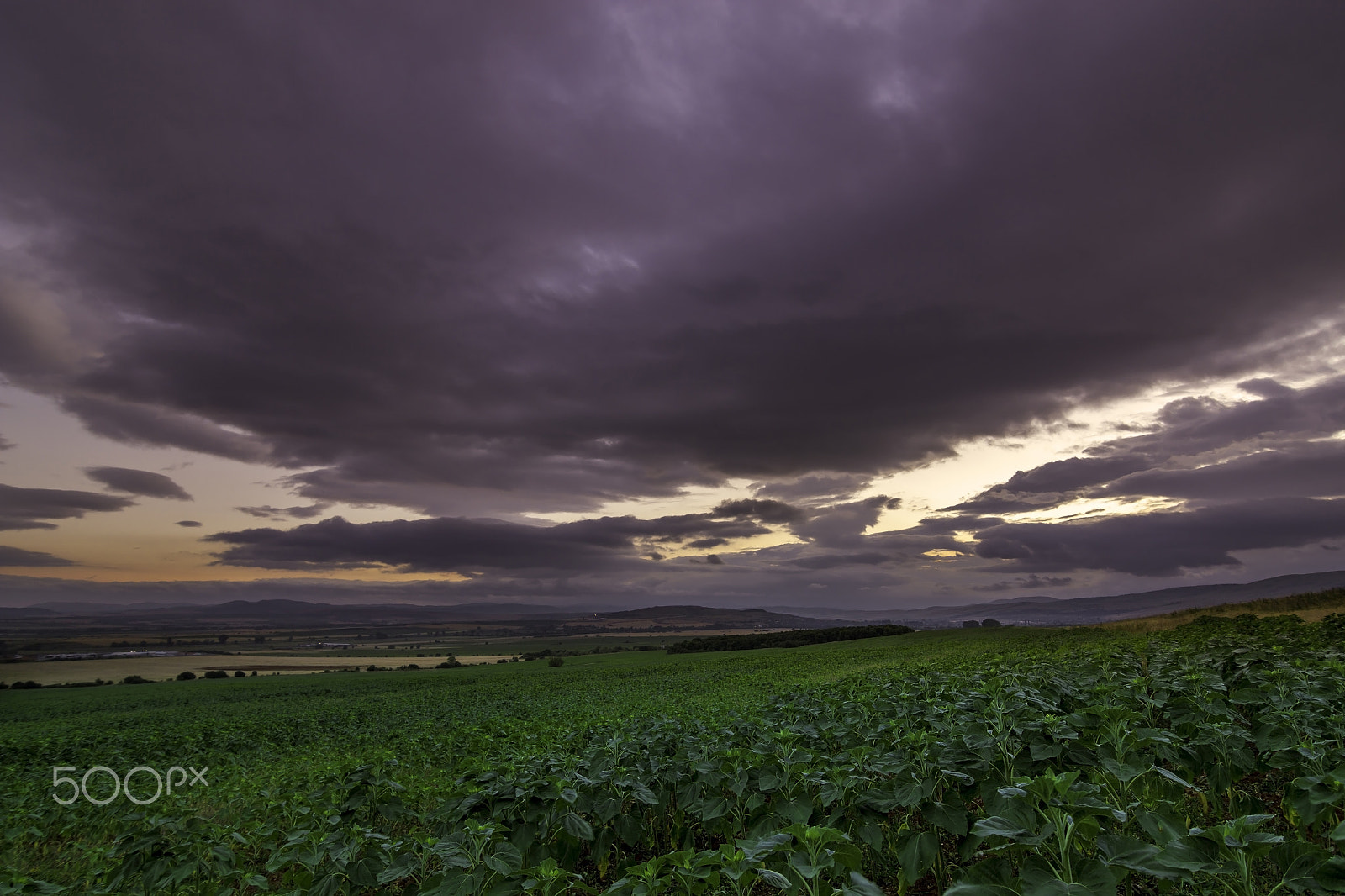 Canon EOS 60D sample photo. Majestic sunset over sunflowers field photography