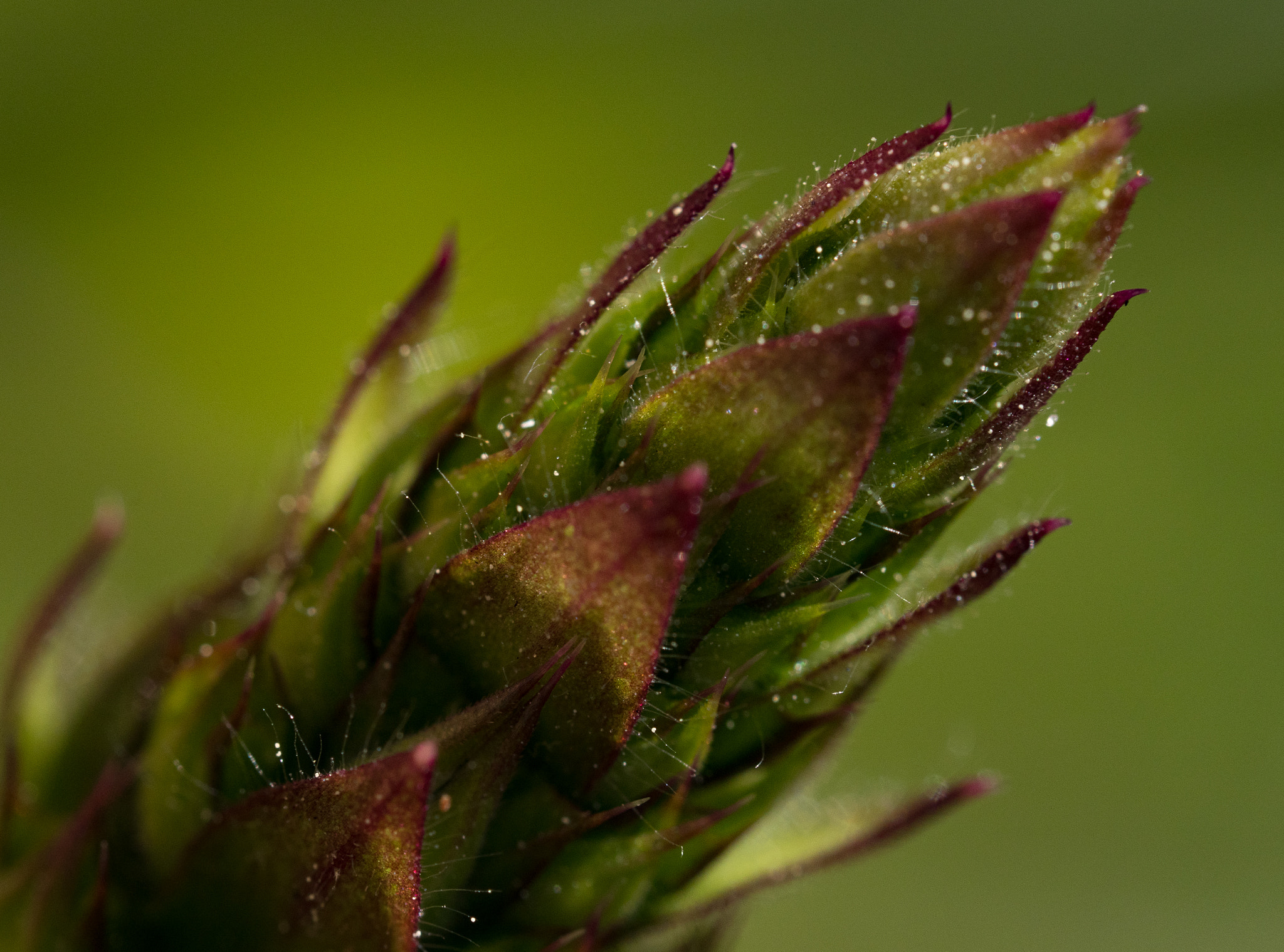Olympus M.Zuiko Digital ED 60mm F2.8 Macro sample photo. Weed in dewy green photography