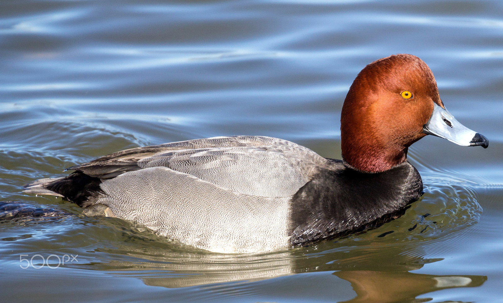 Canon EOS 60D sample photo. Readhead duck photography