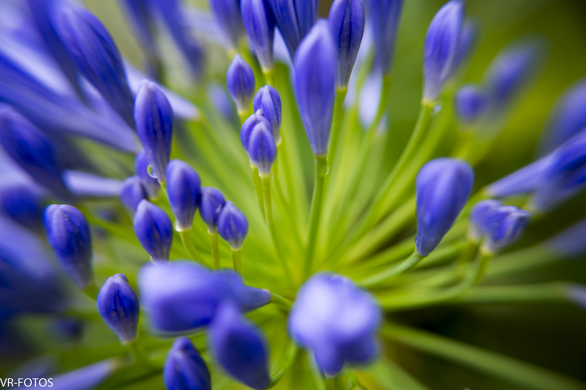 Nikon D800 sample photo. Vrf photography