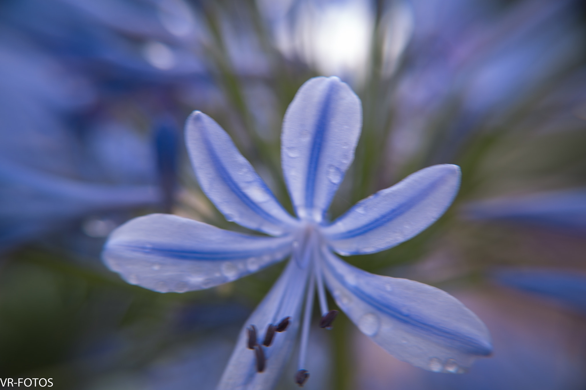 Nikon D800 sample photo. Vrf photography