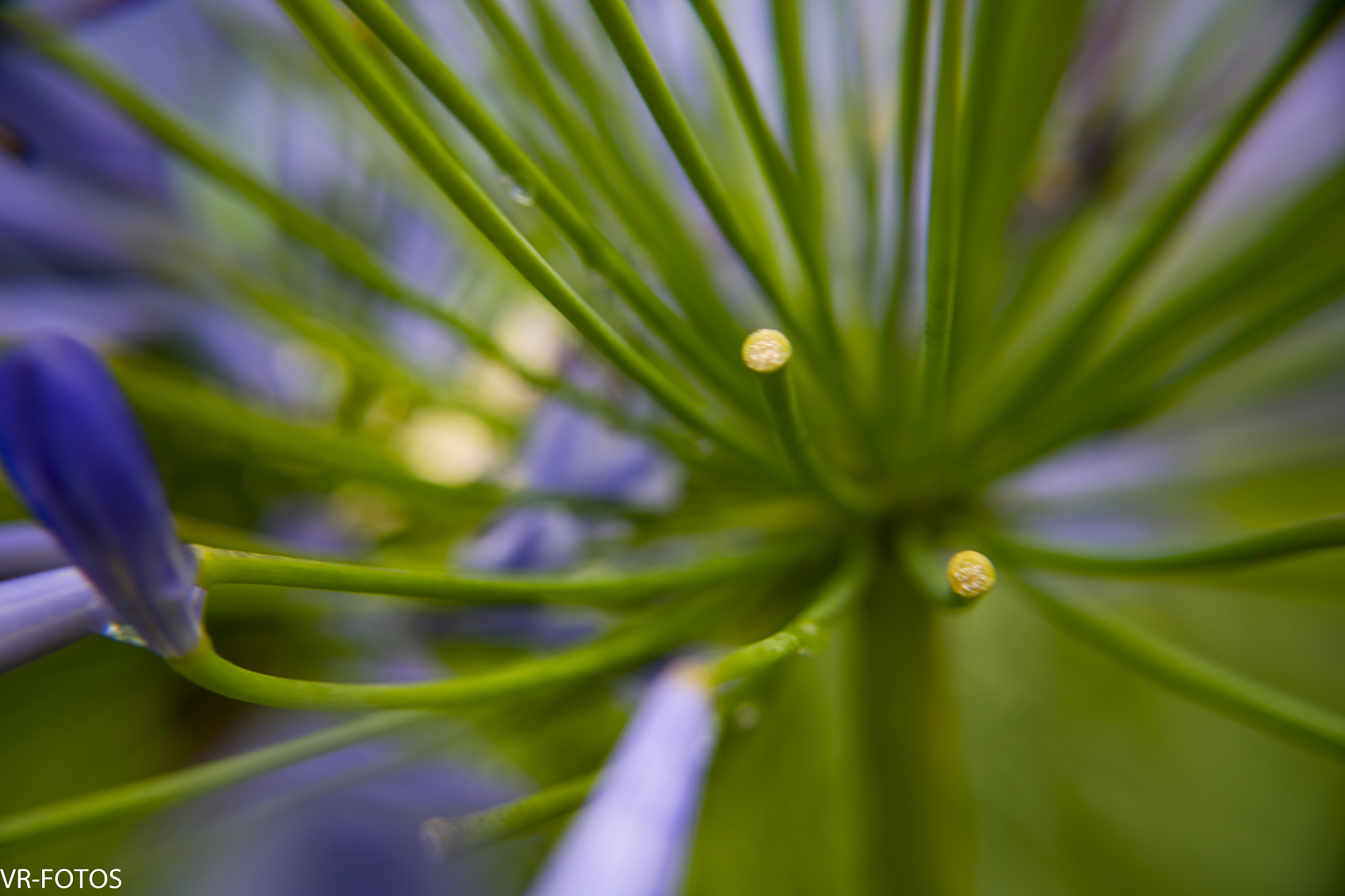 Nikon D800 sample photo. Vrf photography
