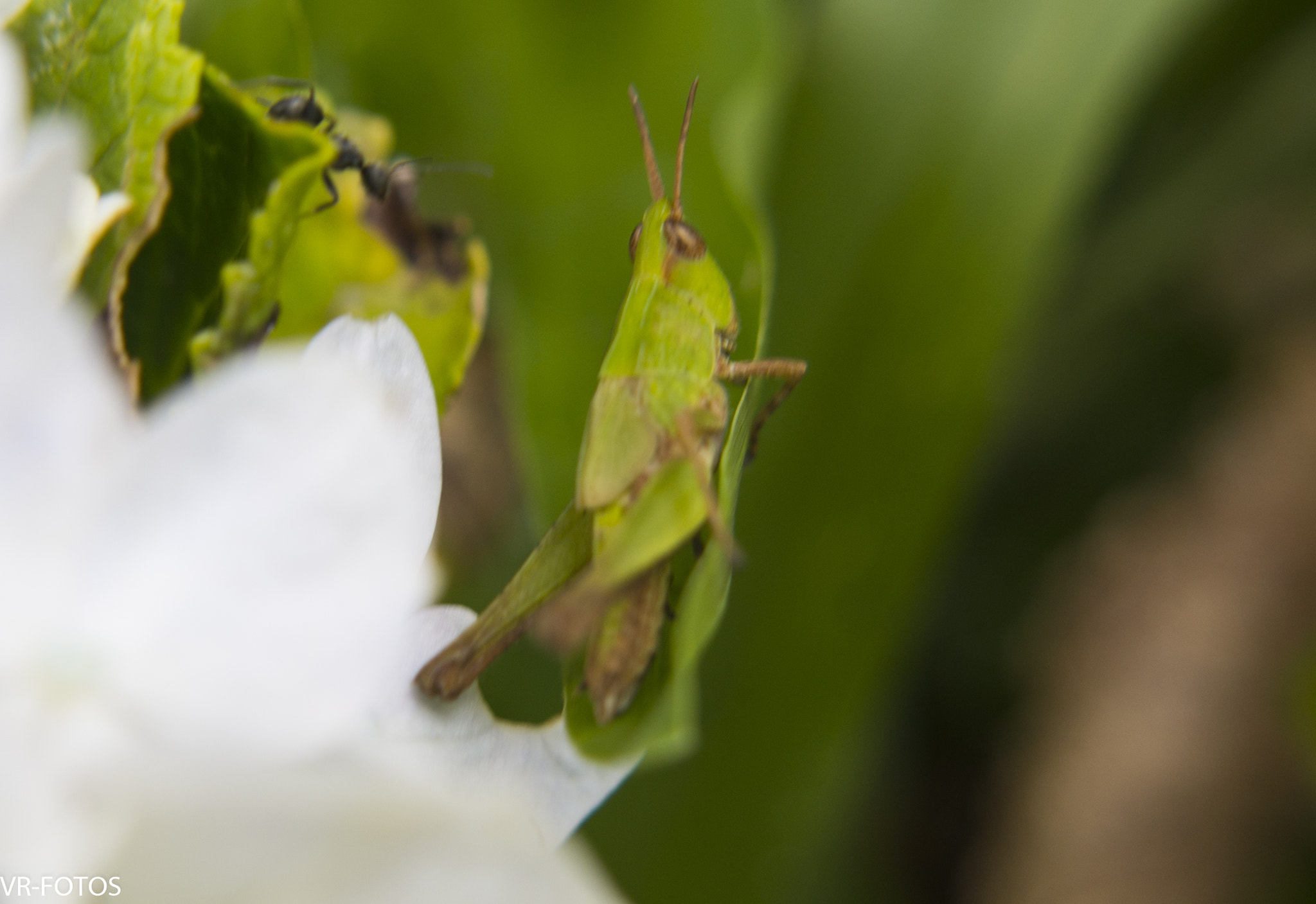 Nikon D800 sample photo. Vrf photography