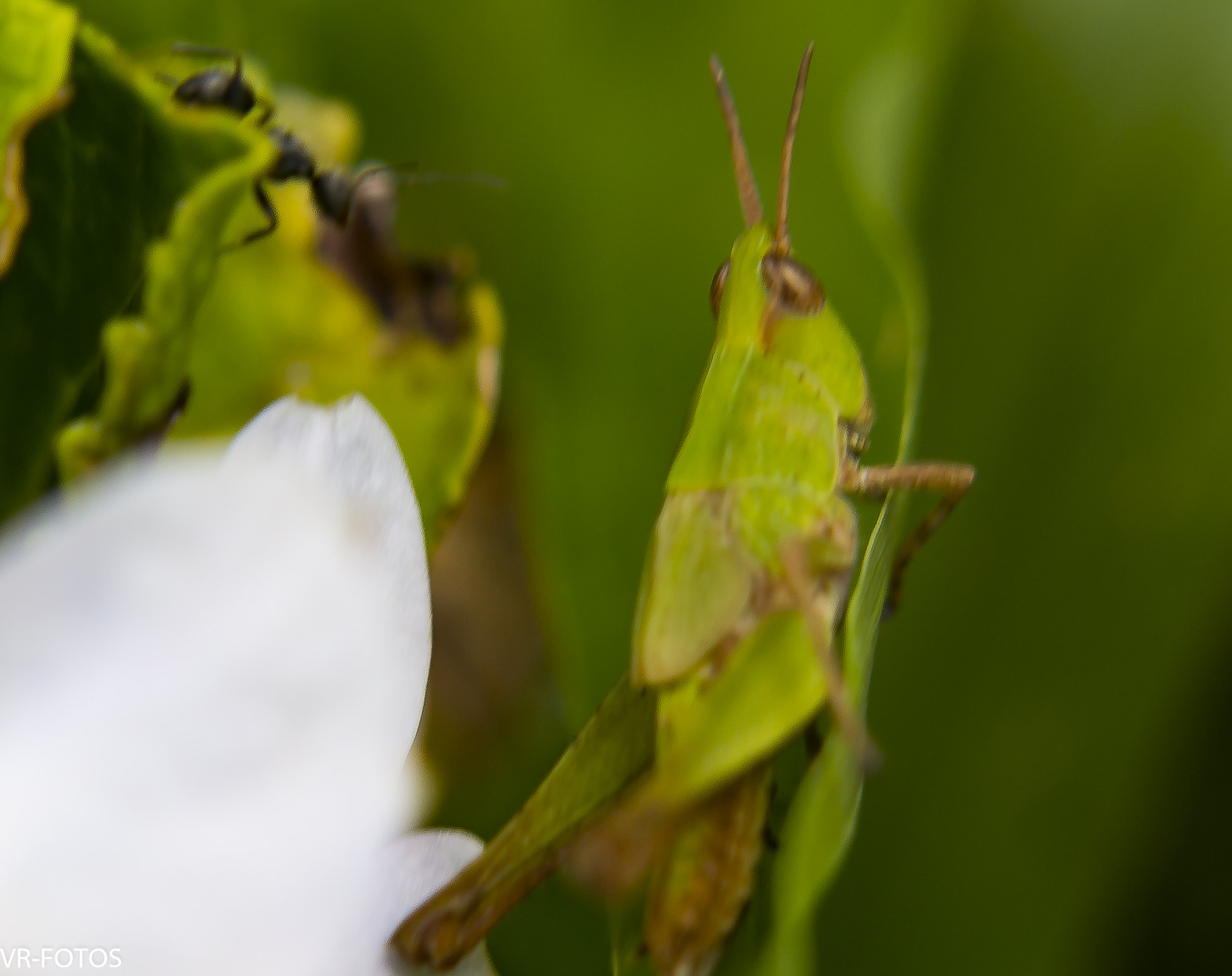 Nikon D800 sample photo. _vrf8051-2.jpg photography