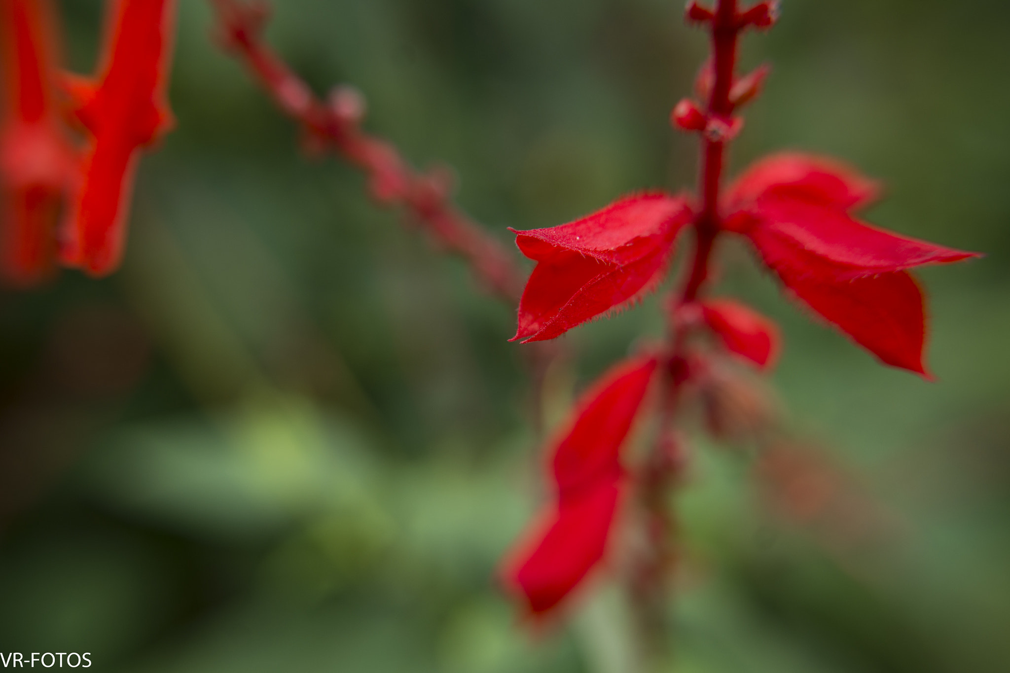 Nikon D800 sample photo. Vrf photography