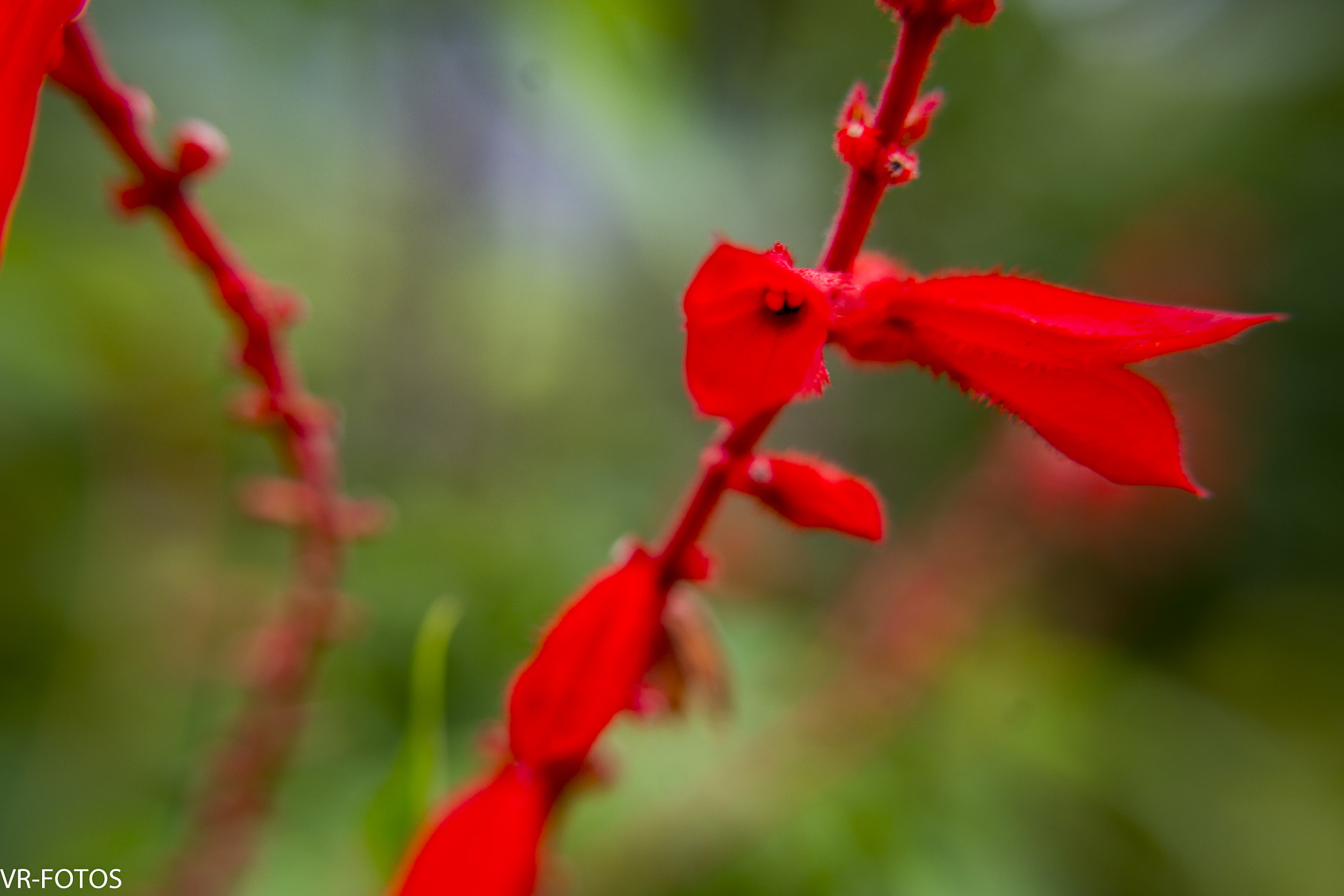 Nikon D800 sample photo. Vrf photography