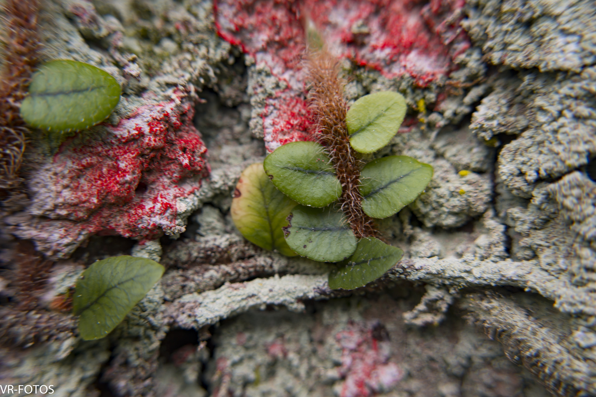 Nikon D800 sample photo. Vrf photography