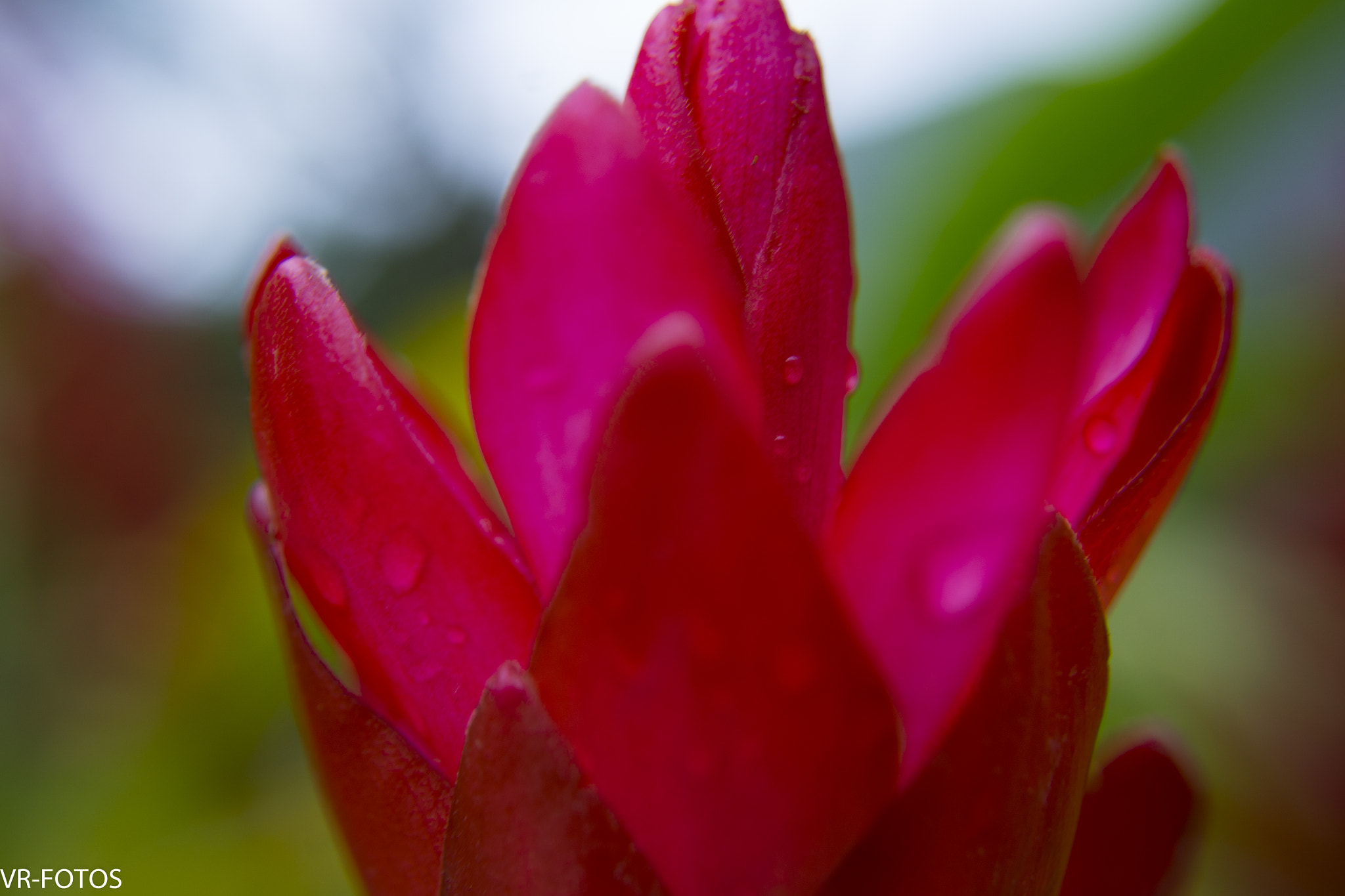 Nikon D800 sample photo. Vrf photography