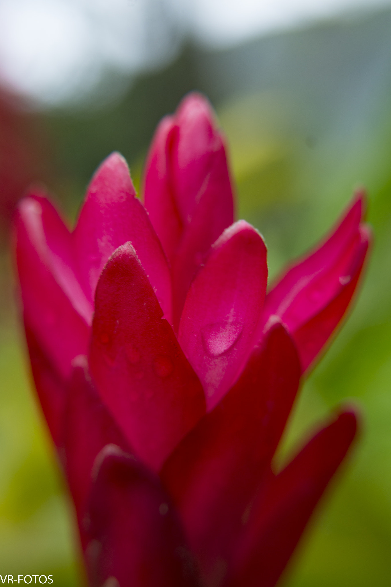 Nikon D800 sample photo. Vrf photography
