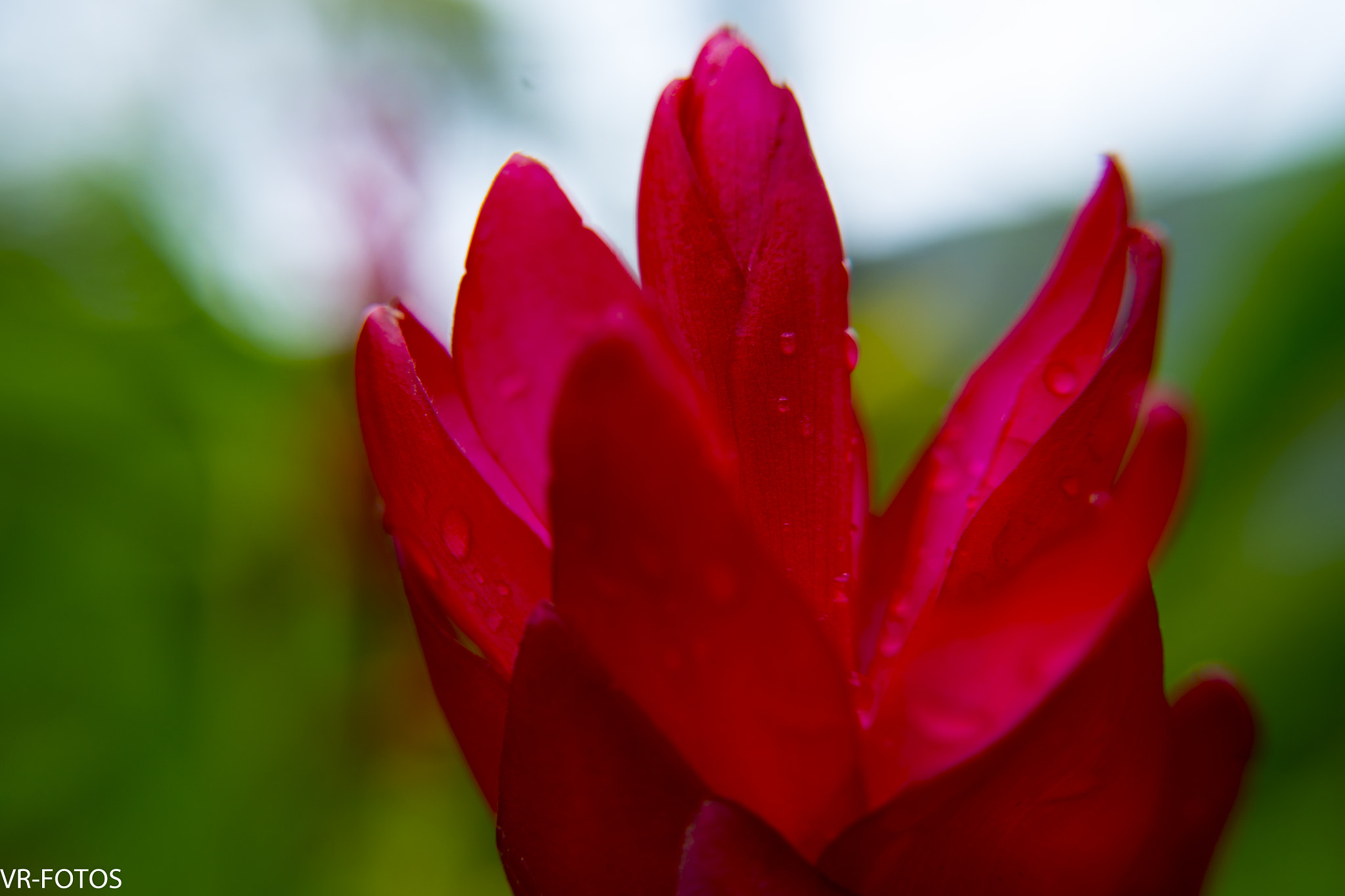 Nikon D800 sample photo. Vrf photography
