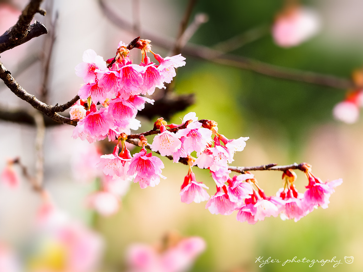 Sigma 150mm F2.8 EX DG Macro HSM sample photo. Sakura photography