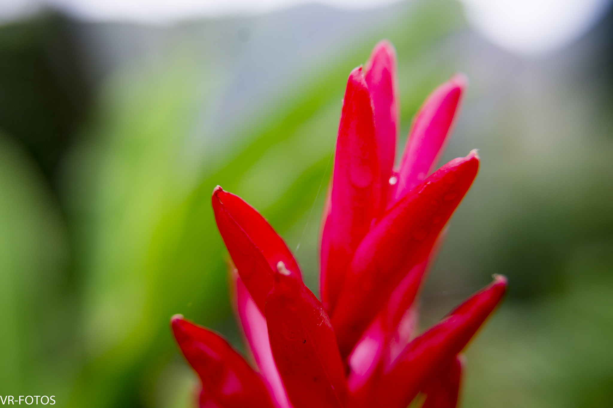 Nikon D800 sample photo. Vrf photography