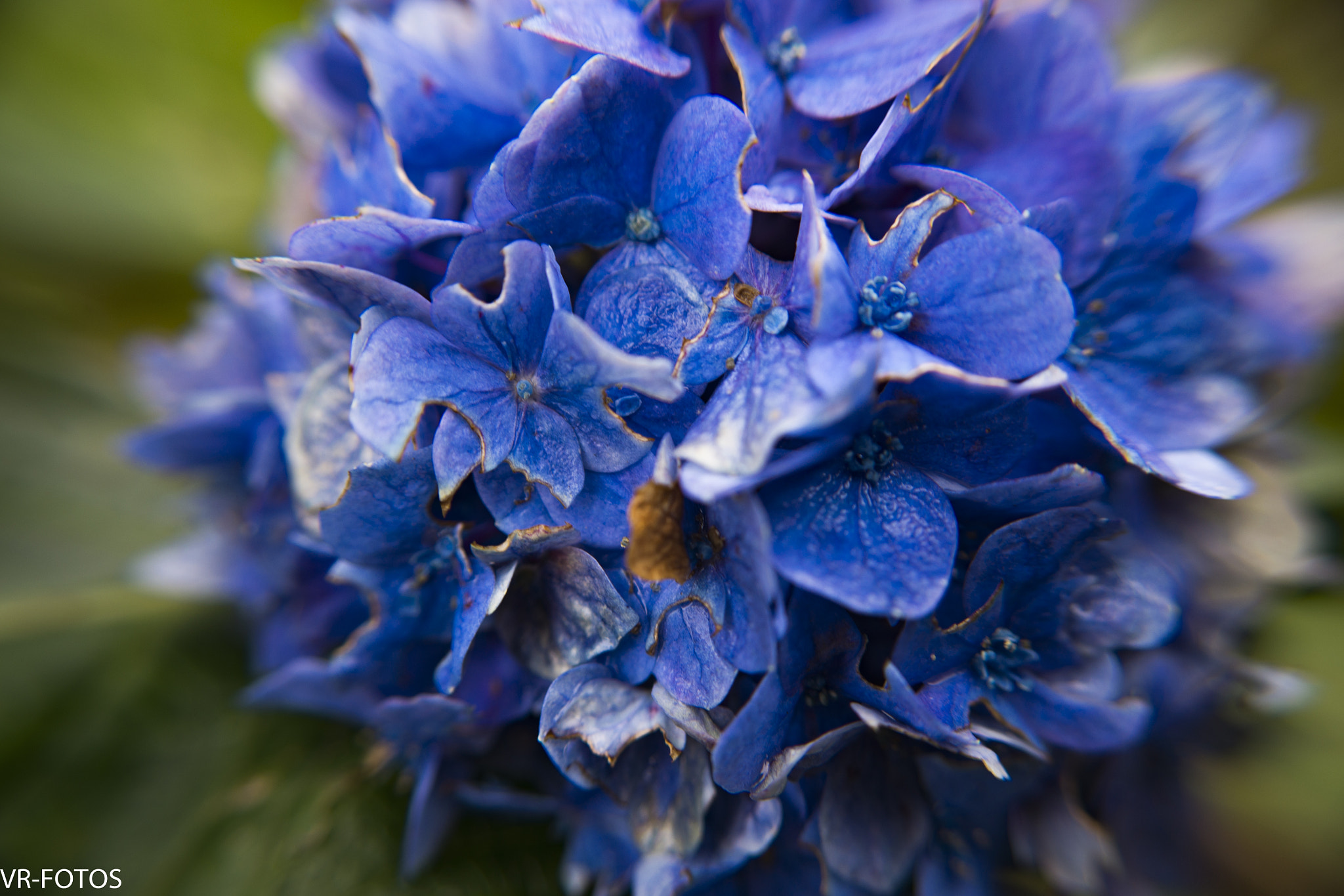Nikon D800 sample photo. Vrf photography
