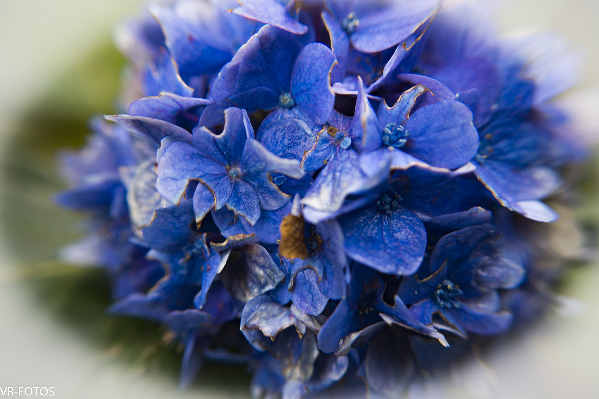 Nikon D800 sample photo. _vrf8063-2.jpg photography