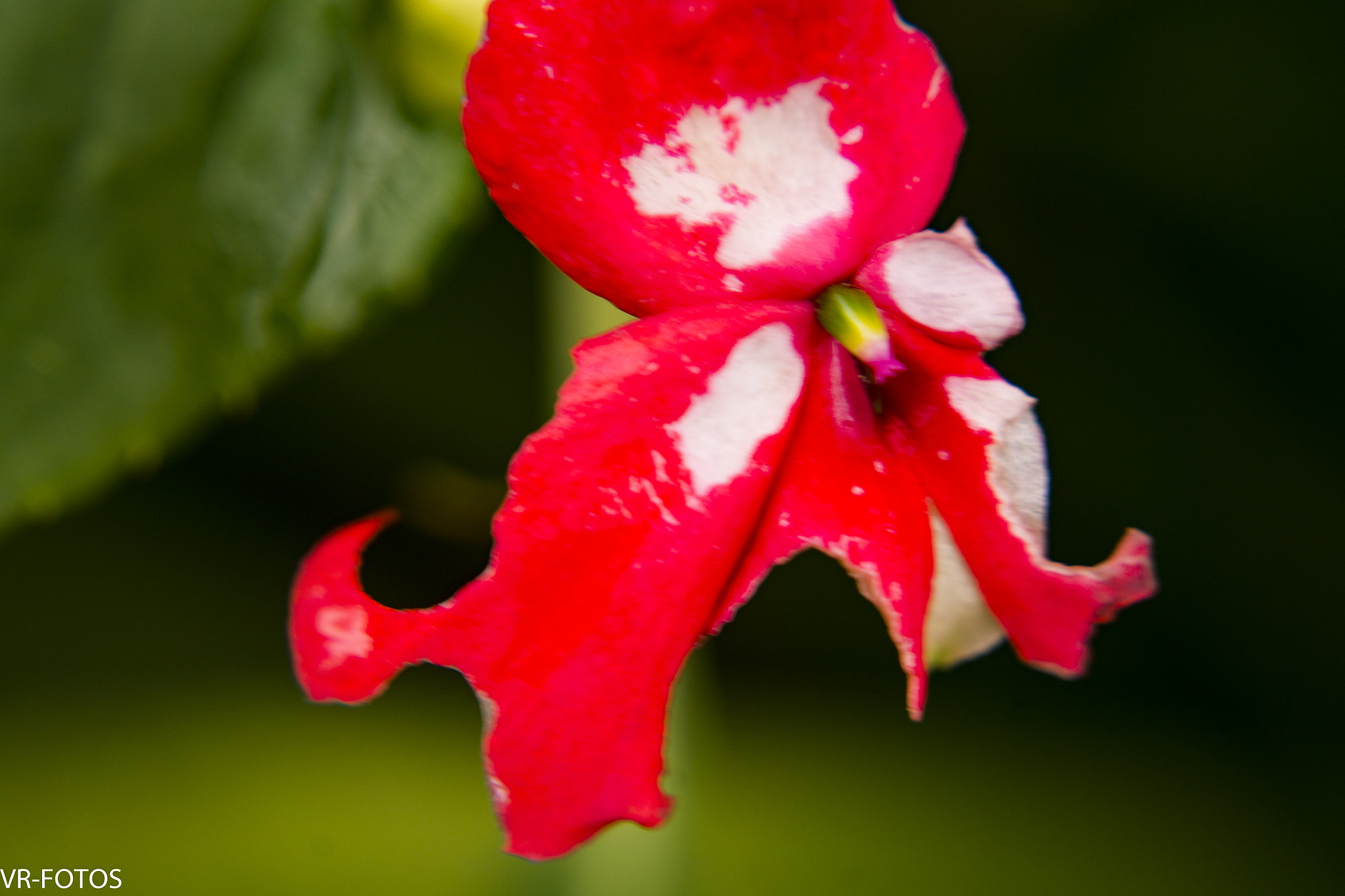 Nikon D800 sample photo. Vrf photography
