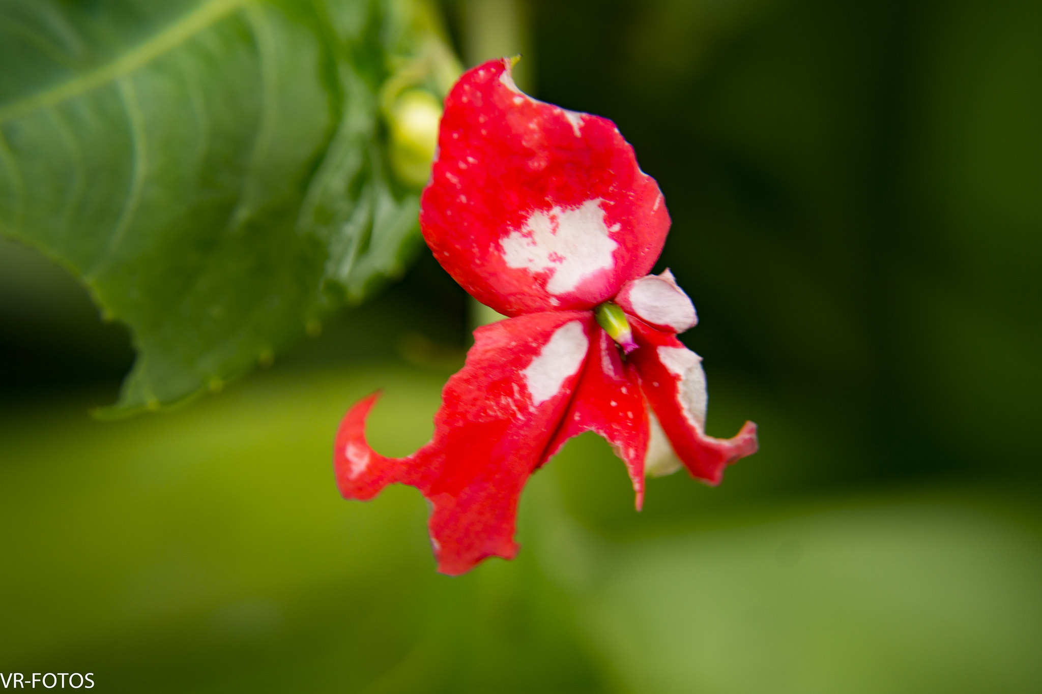 Nikon D800 sample photo. Vrf photography