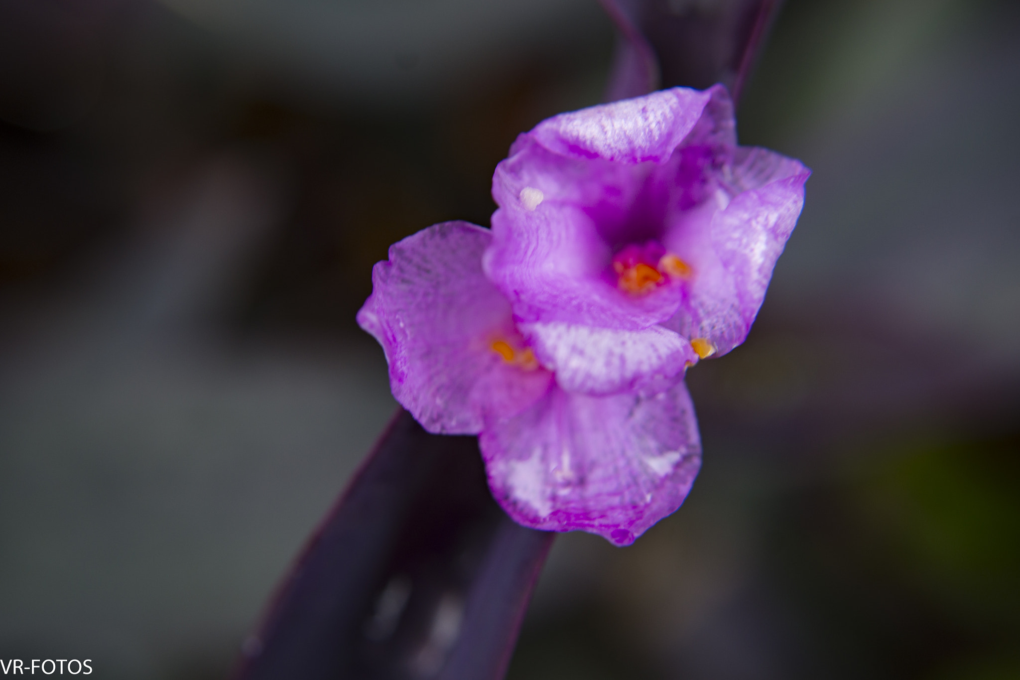 Nikon D800 sample photo. Vrf photography