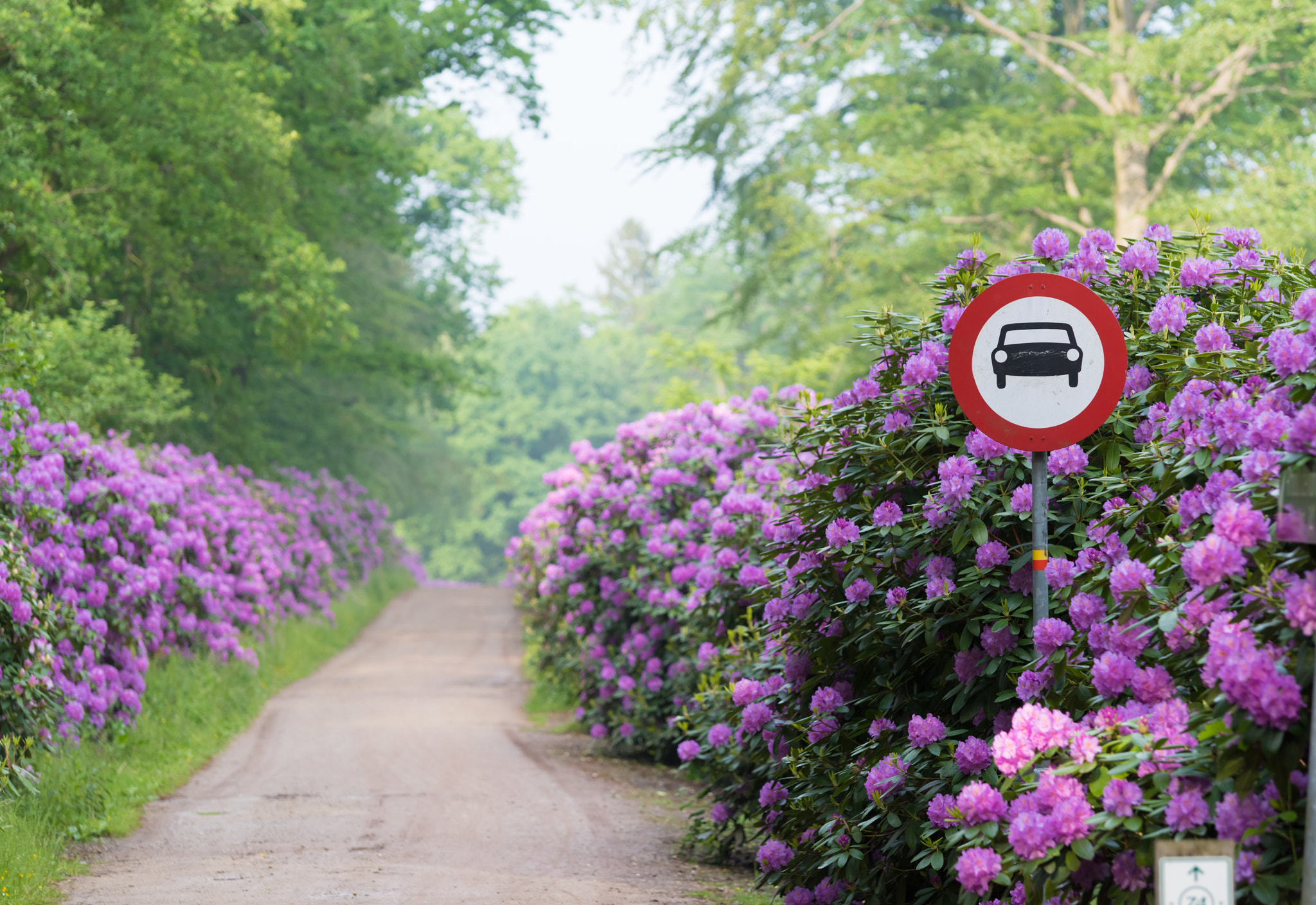 Pentax K-1 sample photo. Footpath through blooming rhododendron flowers photography