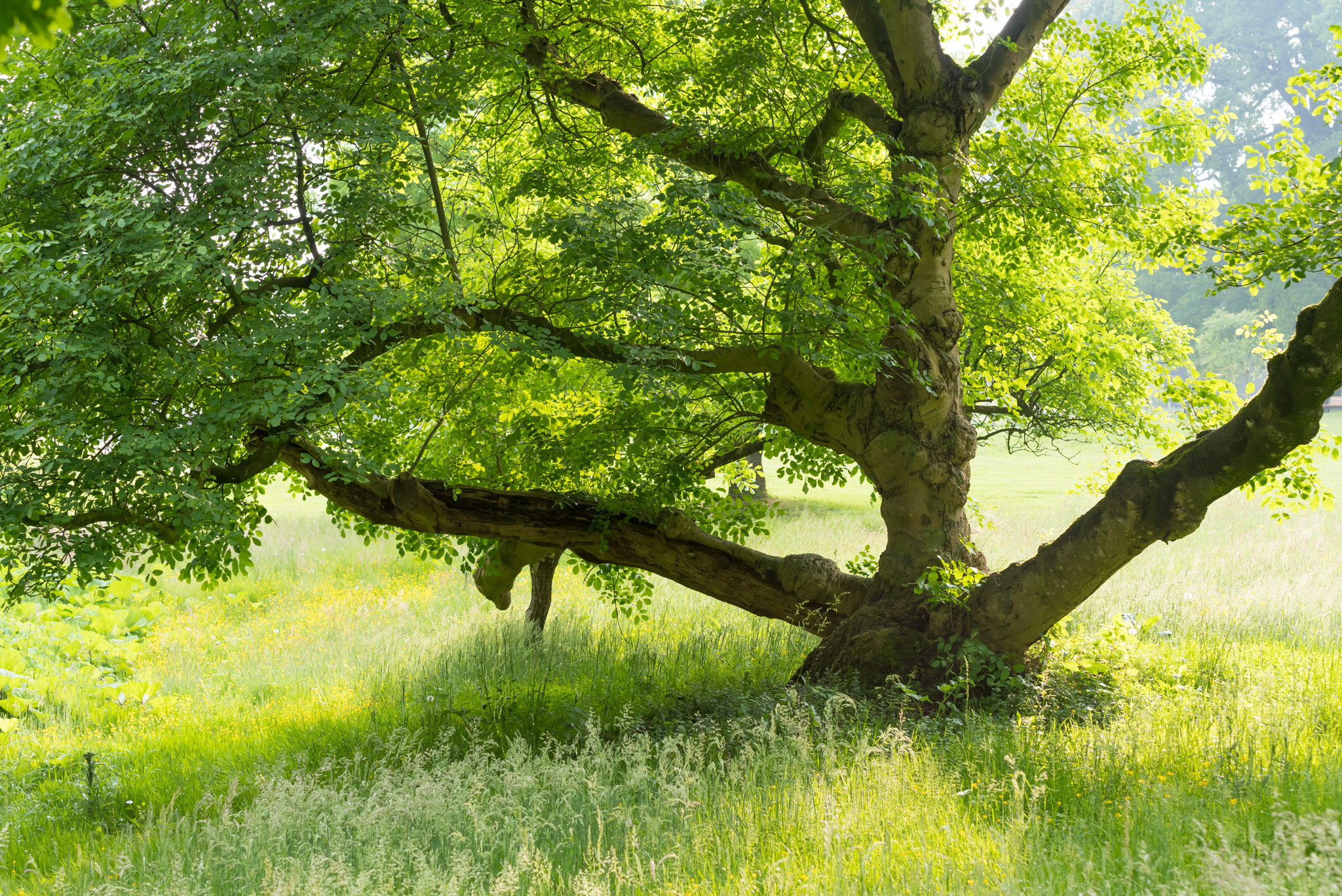 Pentax K-1 + Tamron SP AF 70-200mm F2.8 Di LD (IF) MACRO sample photo. Old tree in park photography