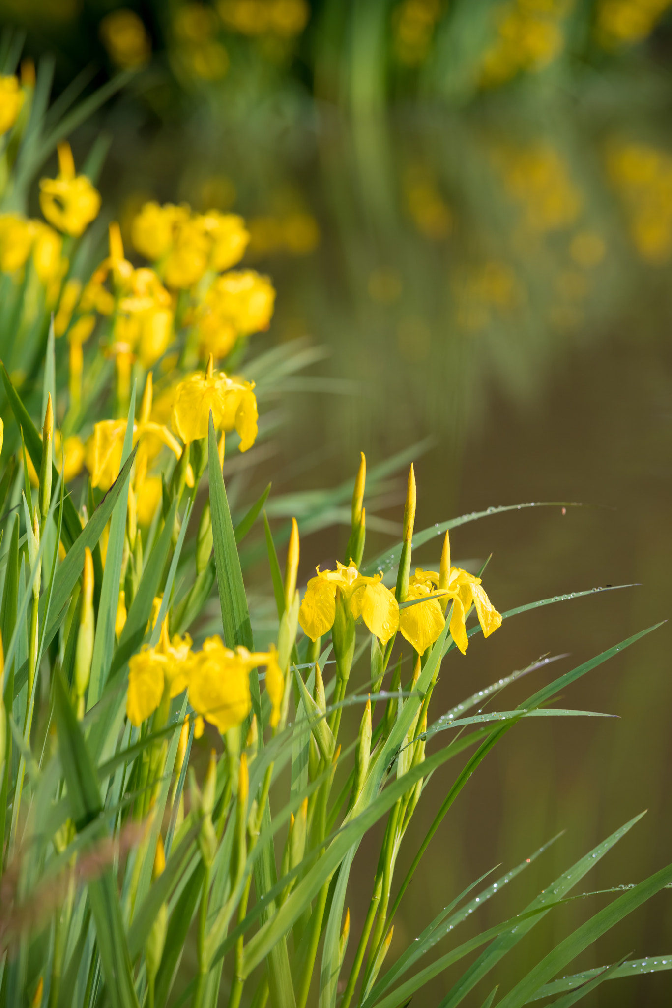 Pentax K-1 + Tamron SP AF 70-200mm F2.8 Di LD (IF) MACRO sample photo. Yellow iris flowers photography