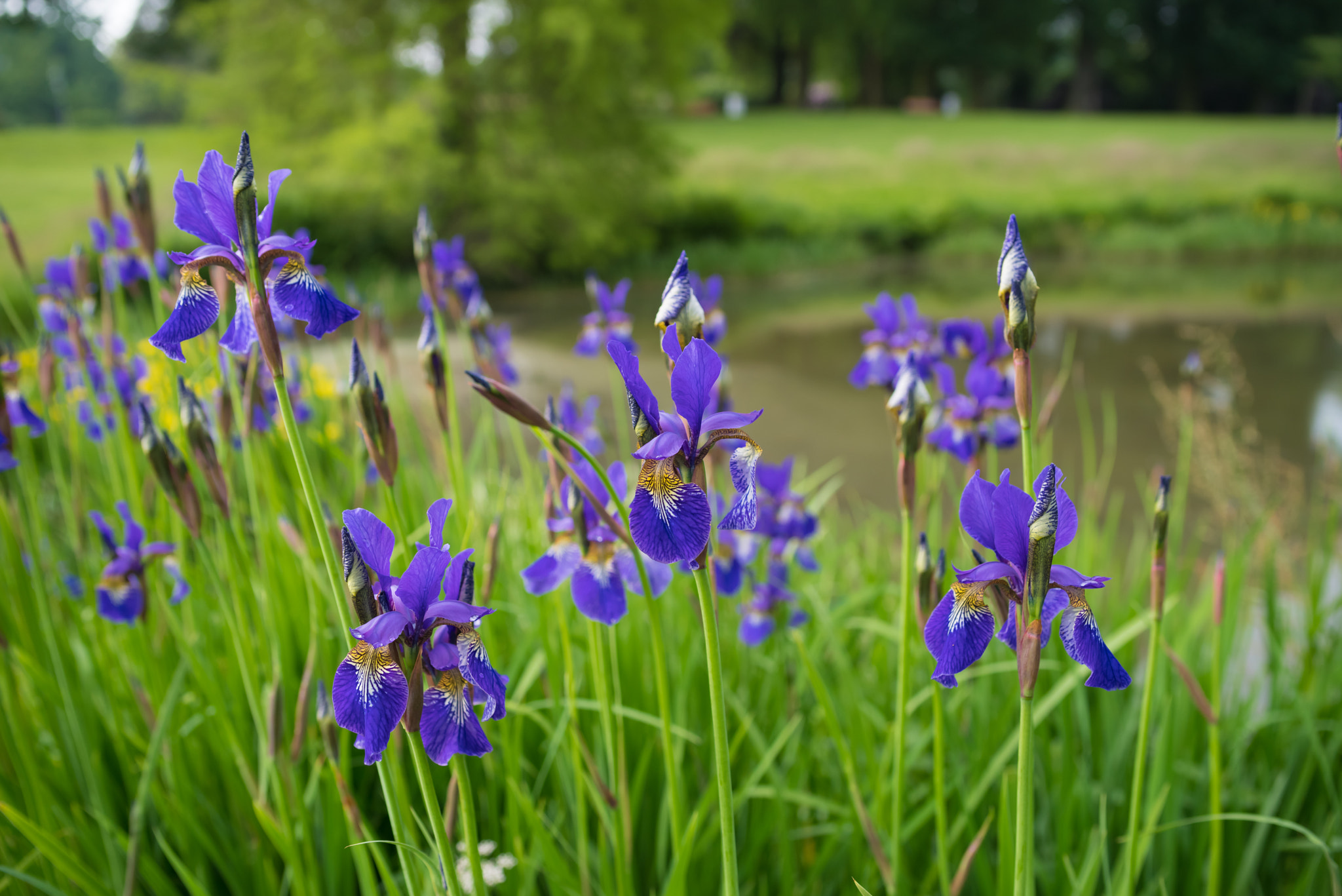 Pentax K-1 + Sigma sample photo. Blue iris flowers photography