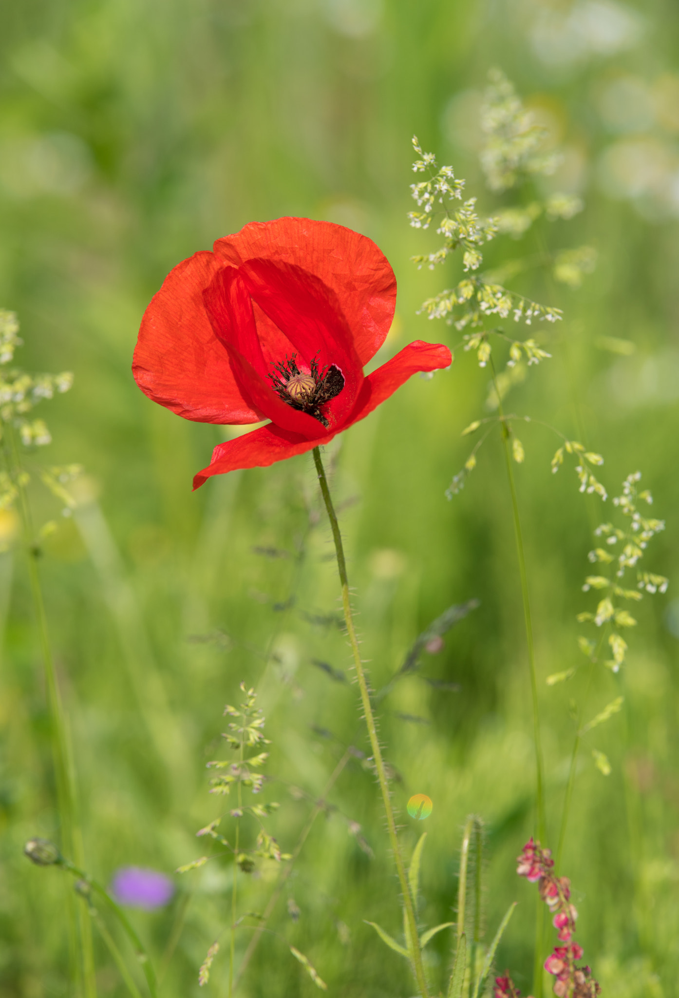 Tamron SP AF 70-200mm F2.8 Di LD (IF) MACRO sample photo. Red poppy flower photography