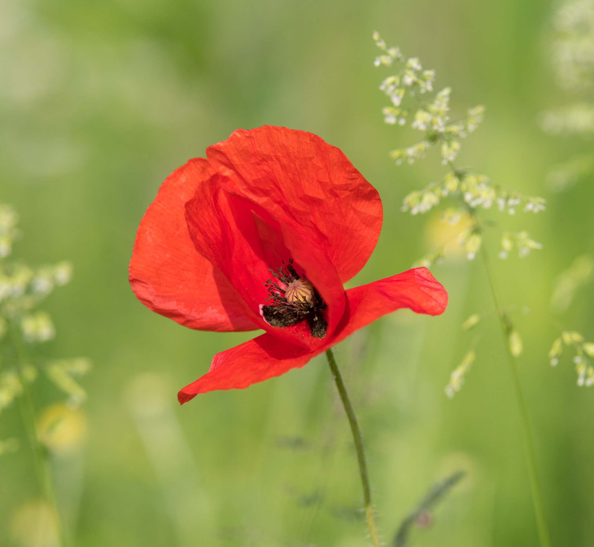 Tamron SP AF 70-200mm F2.8 Di LD (IF) MACRO sample photo. Red poppy flower photography