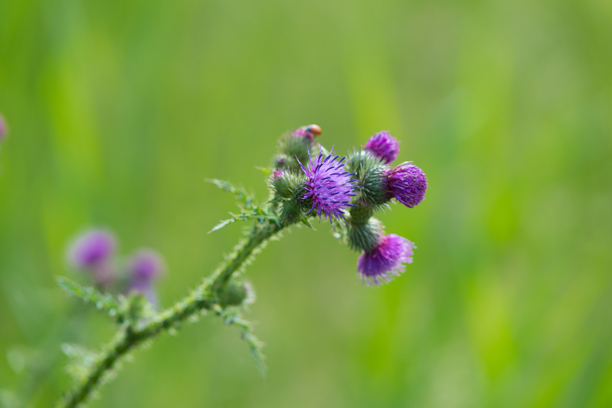 Tamron SP AF 70-200mm F2.8 Di LD (IF) MACRO sample photo. Closeup of a thistle photography