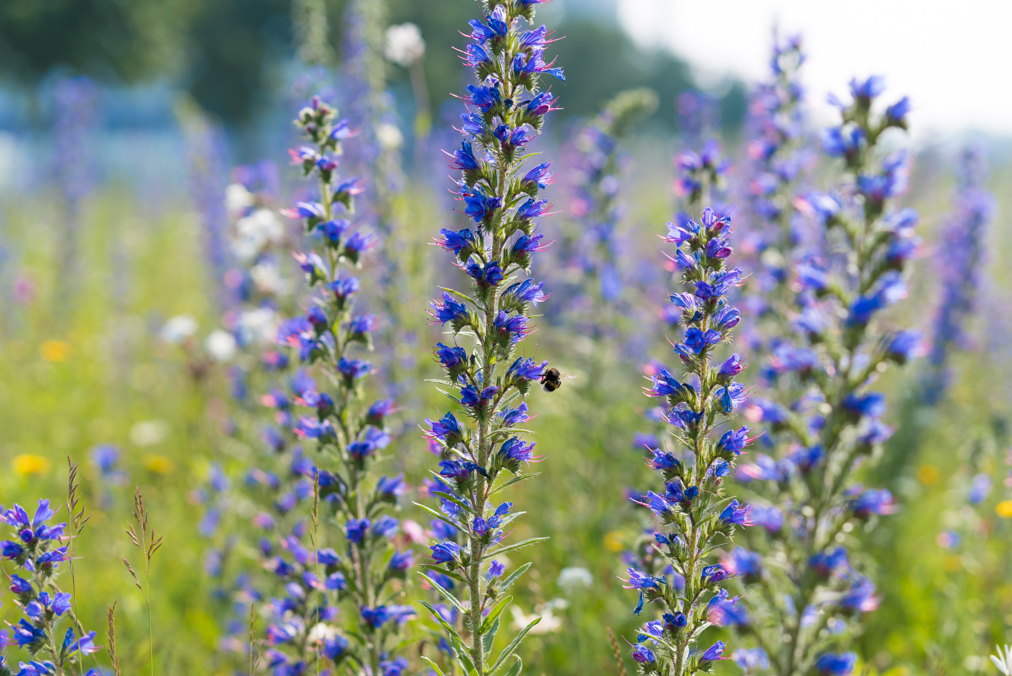 Pentax K-1 sample photo. Wild purple flowers photography
