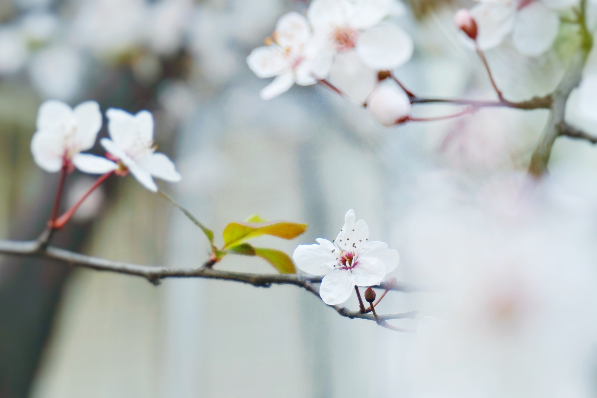 Sony Alpha a5000 (ILCE 5000) + Sony E 18-50mm F4-5.6 sample photo