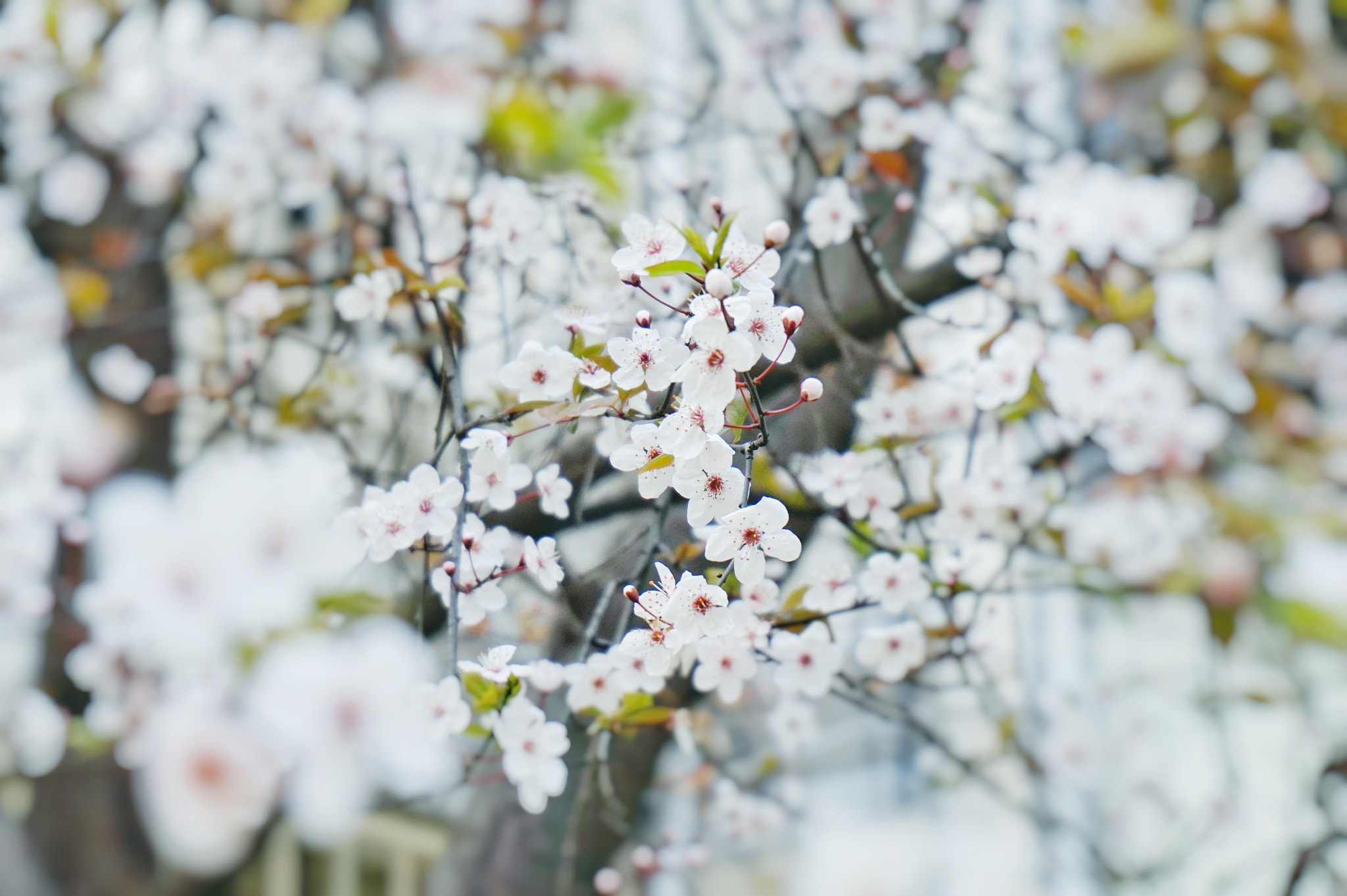 Sony Alpha a5000 (ILCE 5000) + Sony E 18-50mm F4-5.6 sample photo