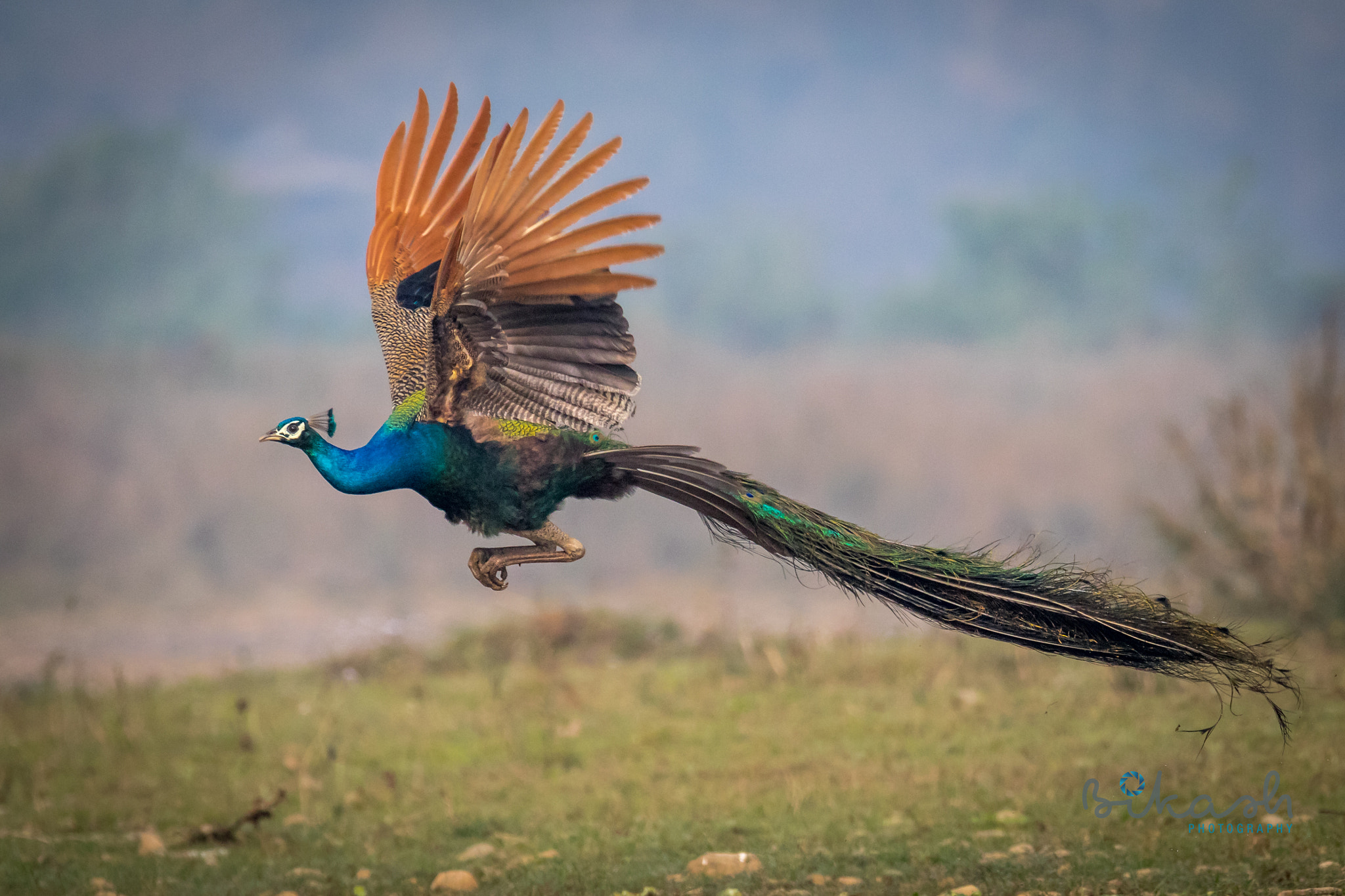 150-600mm F5-6.3 DG OS HSM | Sports 014 sample photo. Beauty flight photography