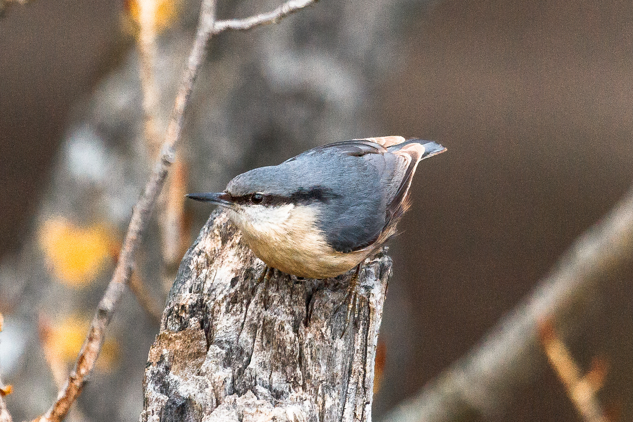 Canon EOS 60D + Canon EF 100-400mm F4.5-5.6L IS USM sample photo. Eurasian nuthatch photography