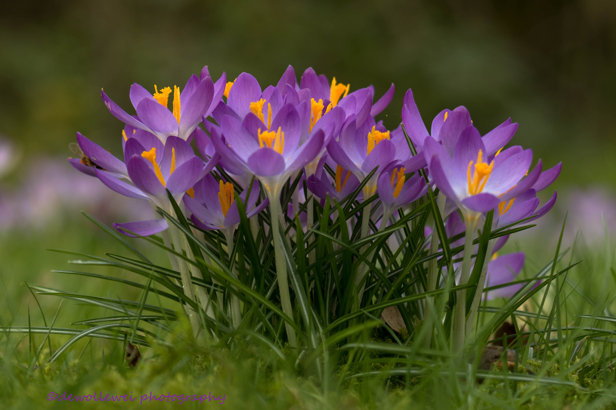 Canon EF 100mm F2.8 Macro USM sample photo. First sign of spring photography