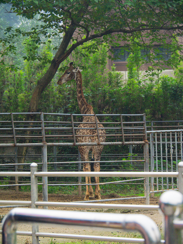 OLYMPUS M.14-150mm F4.0-5.6 II sample photo. Zoo photography
