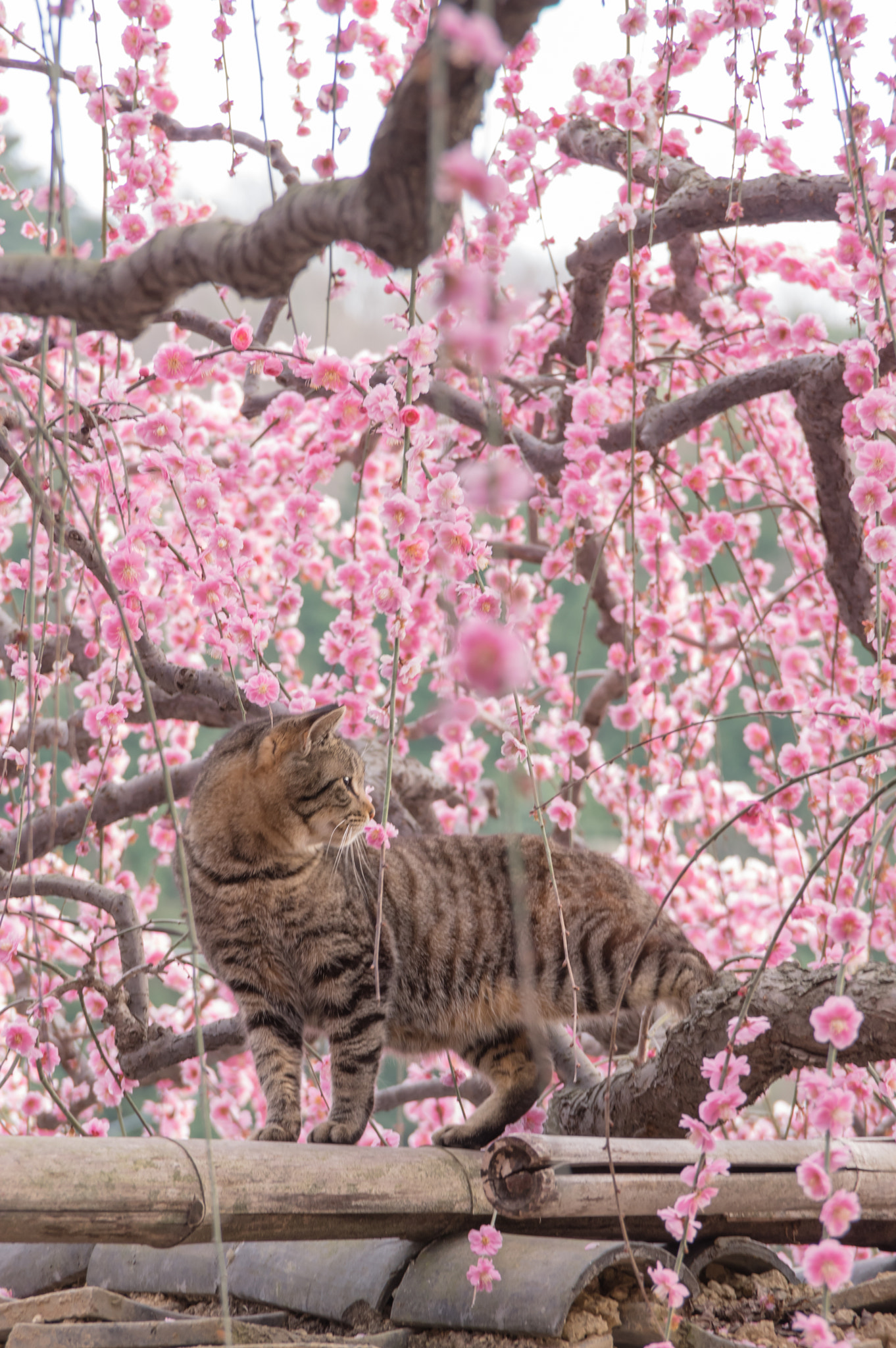 Pentax K-3 sample photo. Cats love plum blossom photography