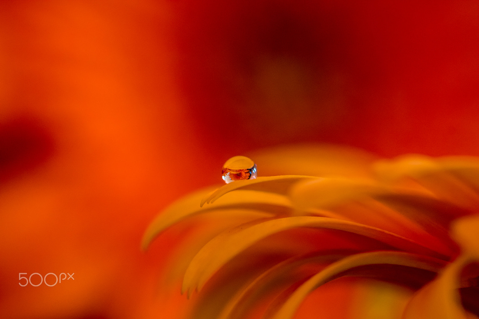 Canon EF 100mm F2.8L Macro IS USM sample photo. Water drop on petal photography