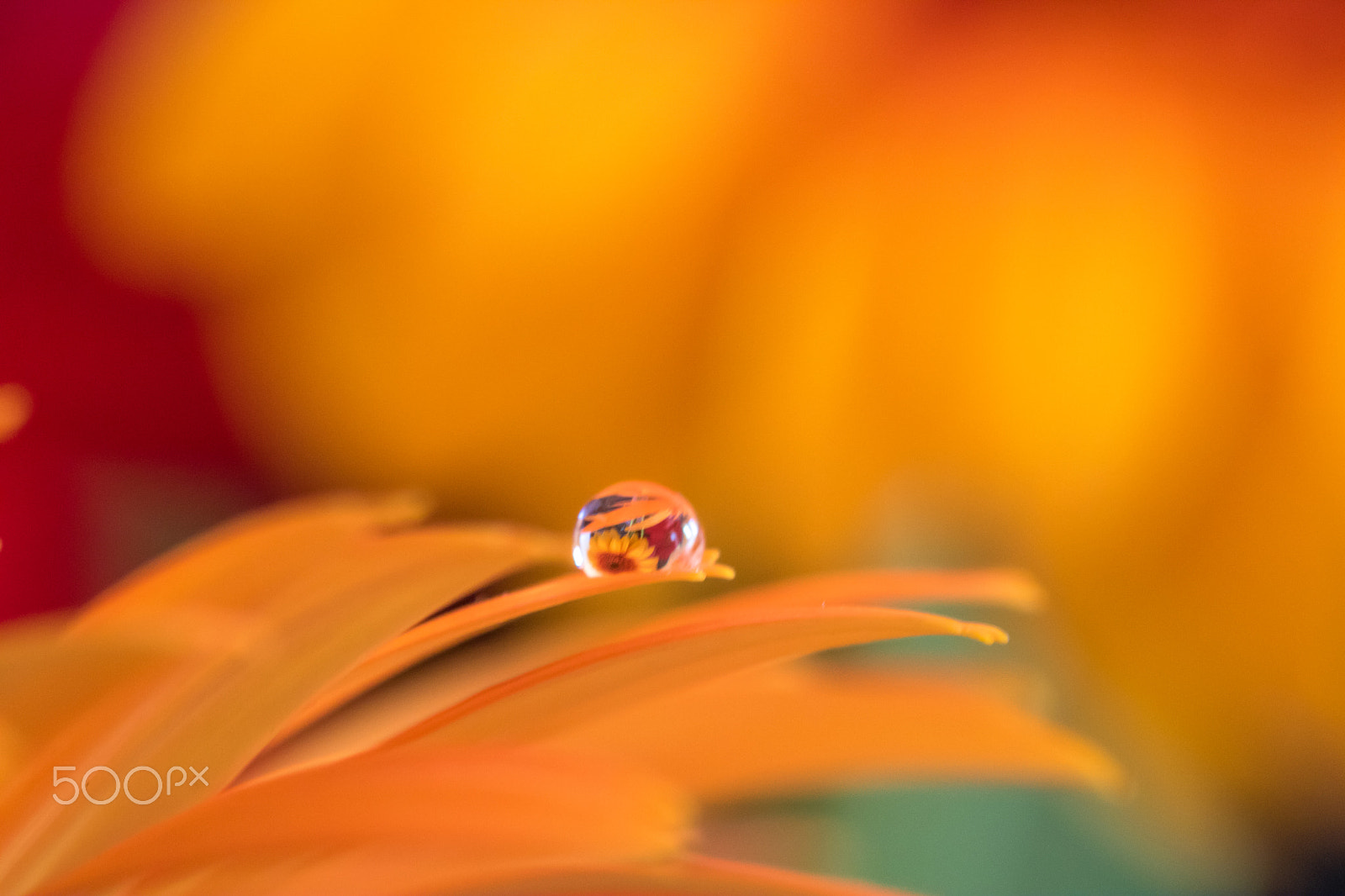 Canon EF 100mm F2.8L Macro IS USM sample photo. Water drop on petal photography