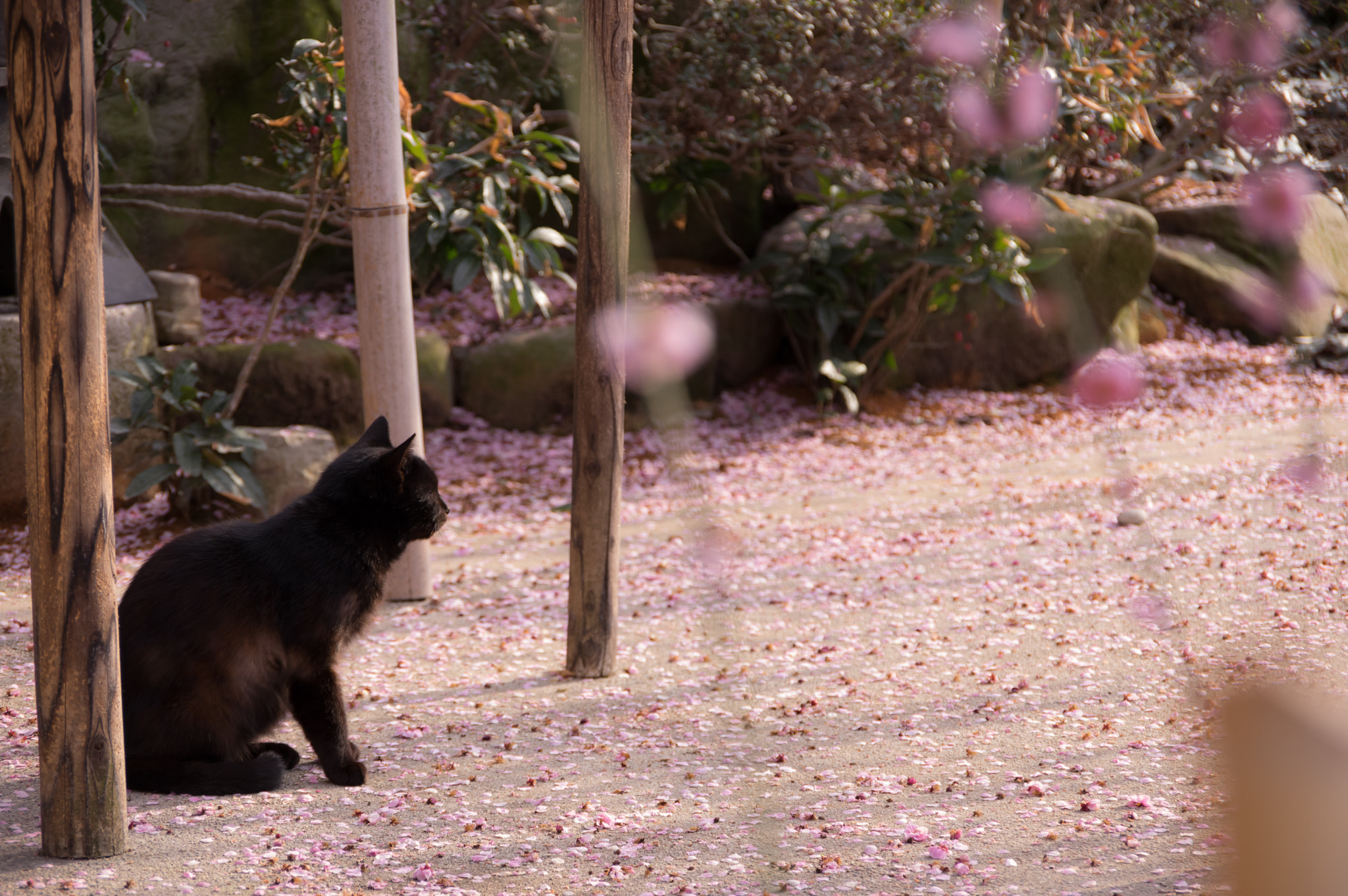 Pentax K-3 sample photo. Cats love plum blossom photography