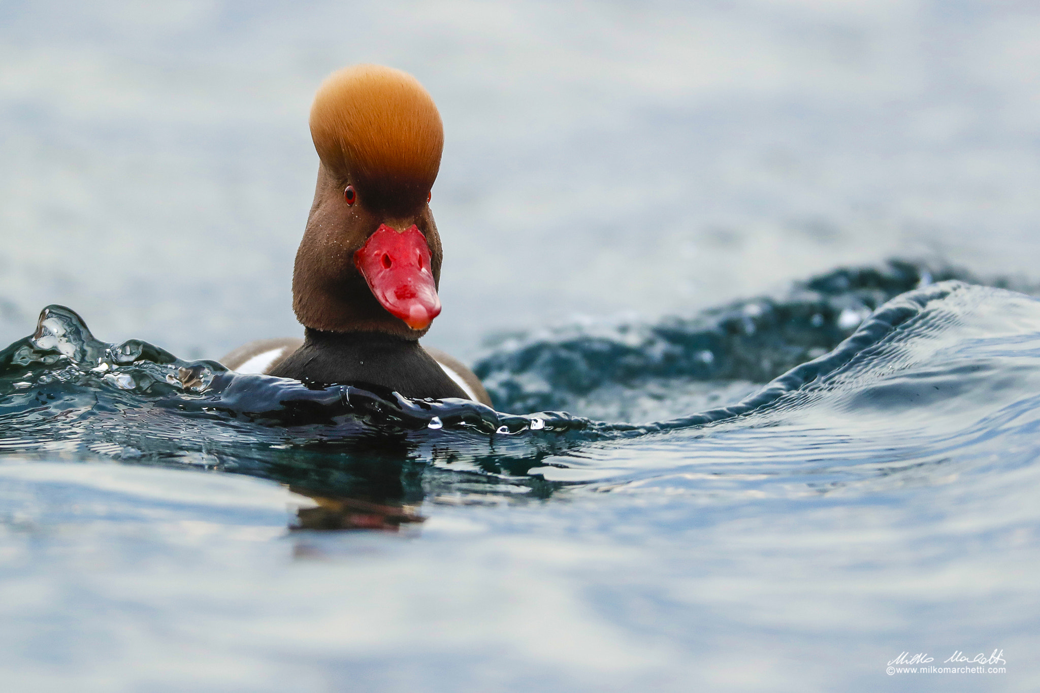 Canon EOS-1D X Mark II + Canon EF 600mm F4L IS USM sample photo. Red-crested pochard photography