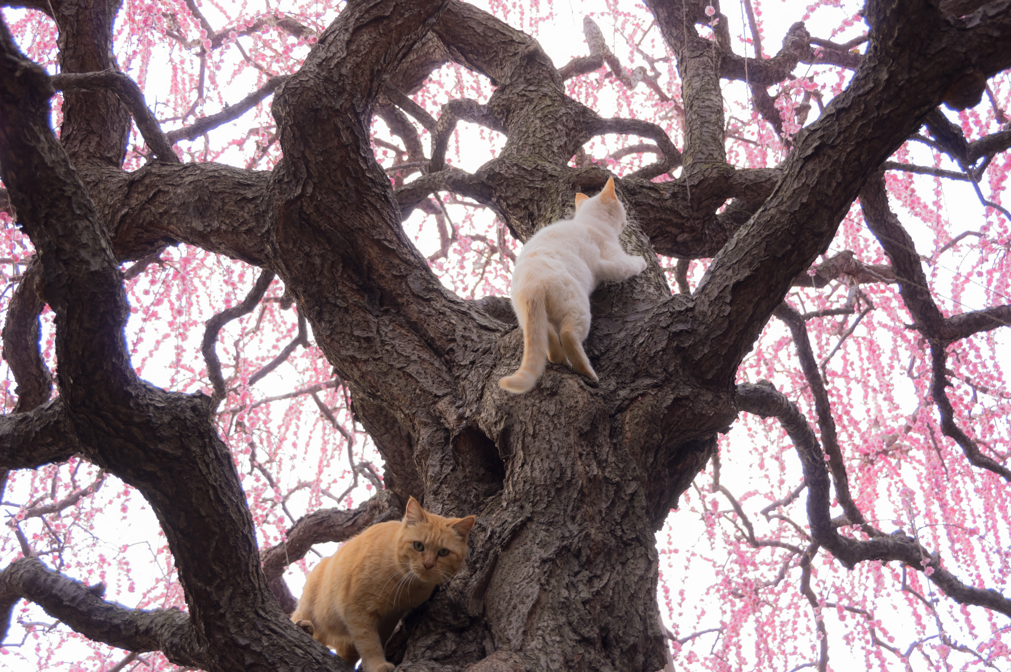 Pentax K-3 sample photo. Cats love plum blossom photography