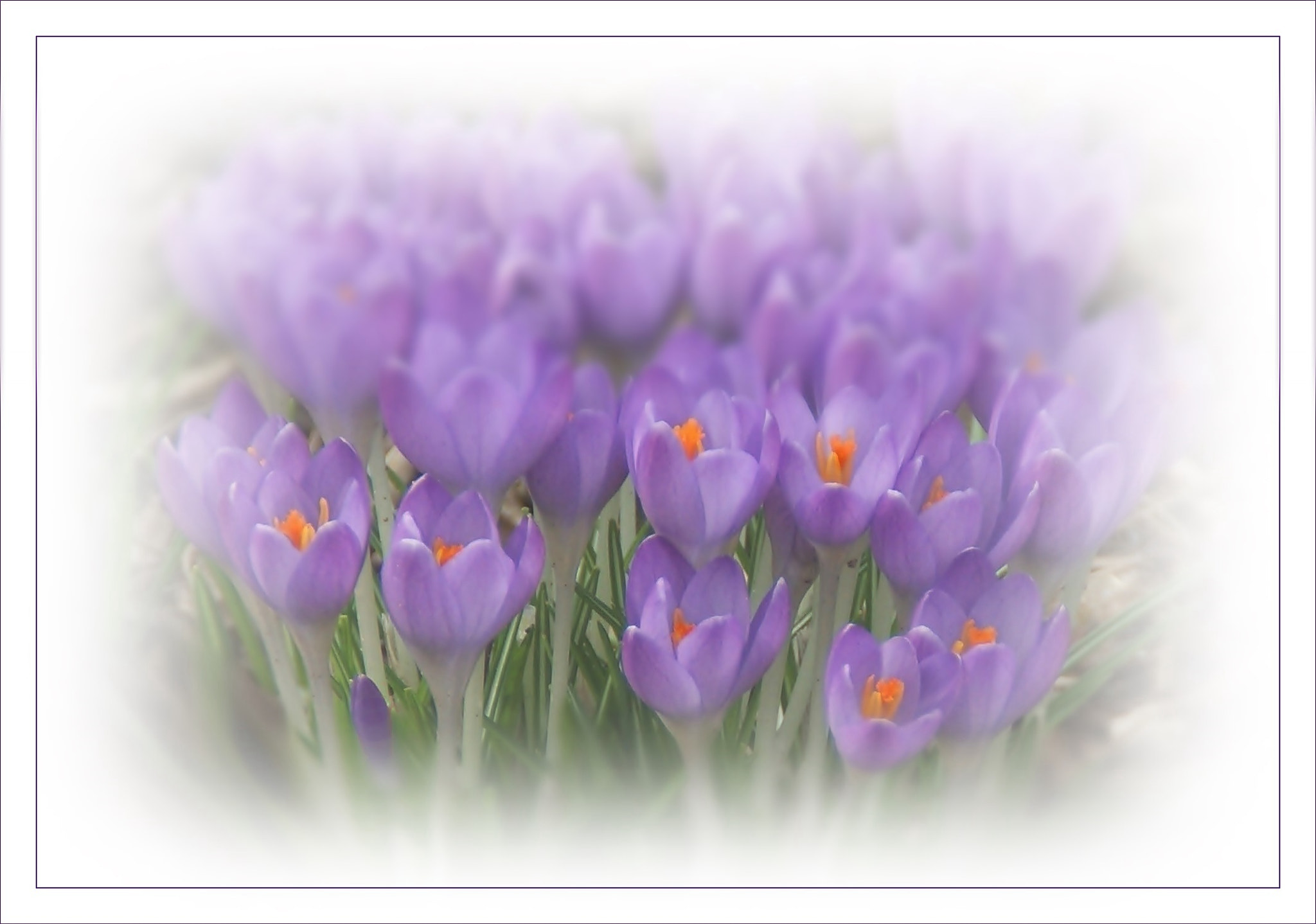Sony DT 18-200mm F3.5-6.3 sample photo. Spring symphony photography
