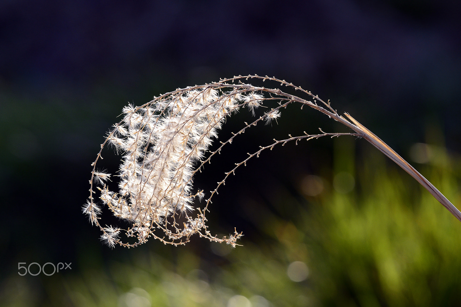 Nikon Df + Sigma 150mm F2.8 EX DG OS Macro HSM sample photo. The last life of reed photography