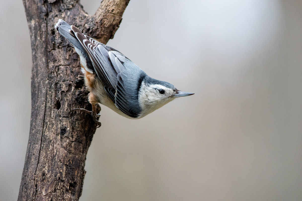 Canon EOS 5DS R + Canon EF 200-400mm F4L IS USM Extender 1.4x sample photo. White-breasted nuthatch photography