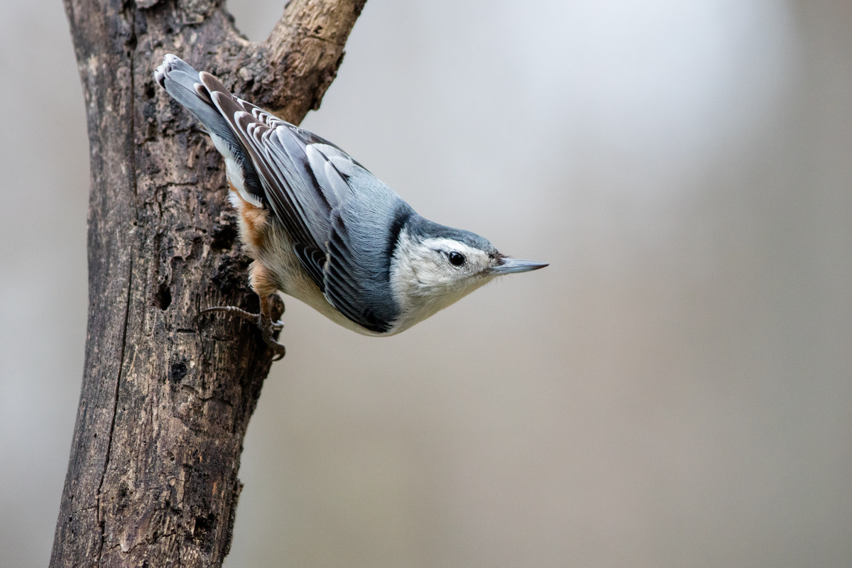 Canon EF 200-400mm F4L IS USM Extender 1.4x sample photo. White-breasted nuthatch photography