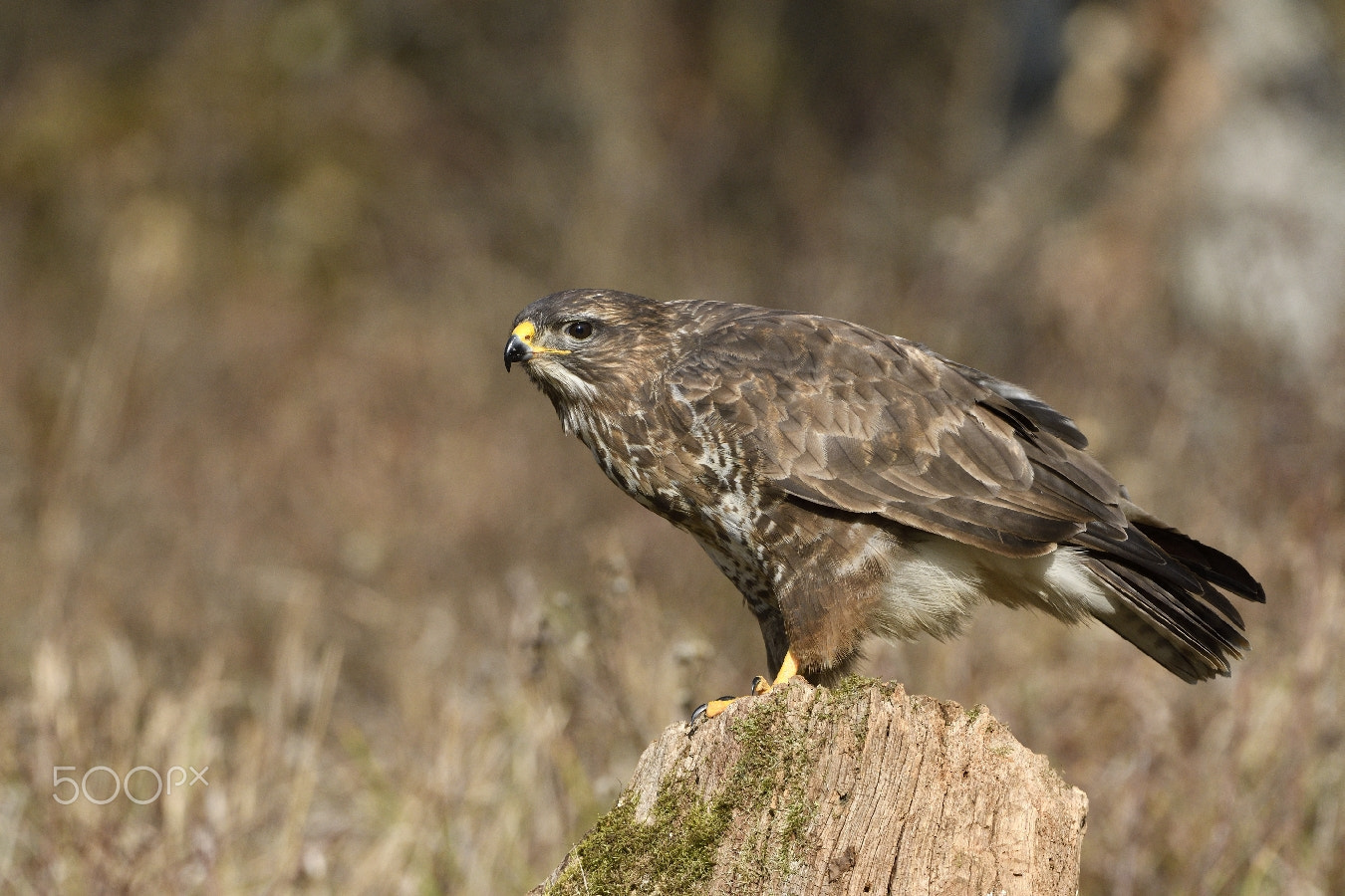Nikon AF-S Nikkor 200-400mm F4G ED-IF VR sample photo. Have a look..... photography